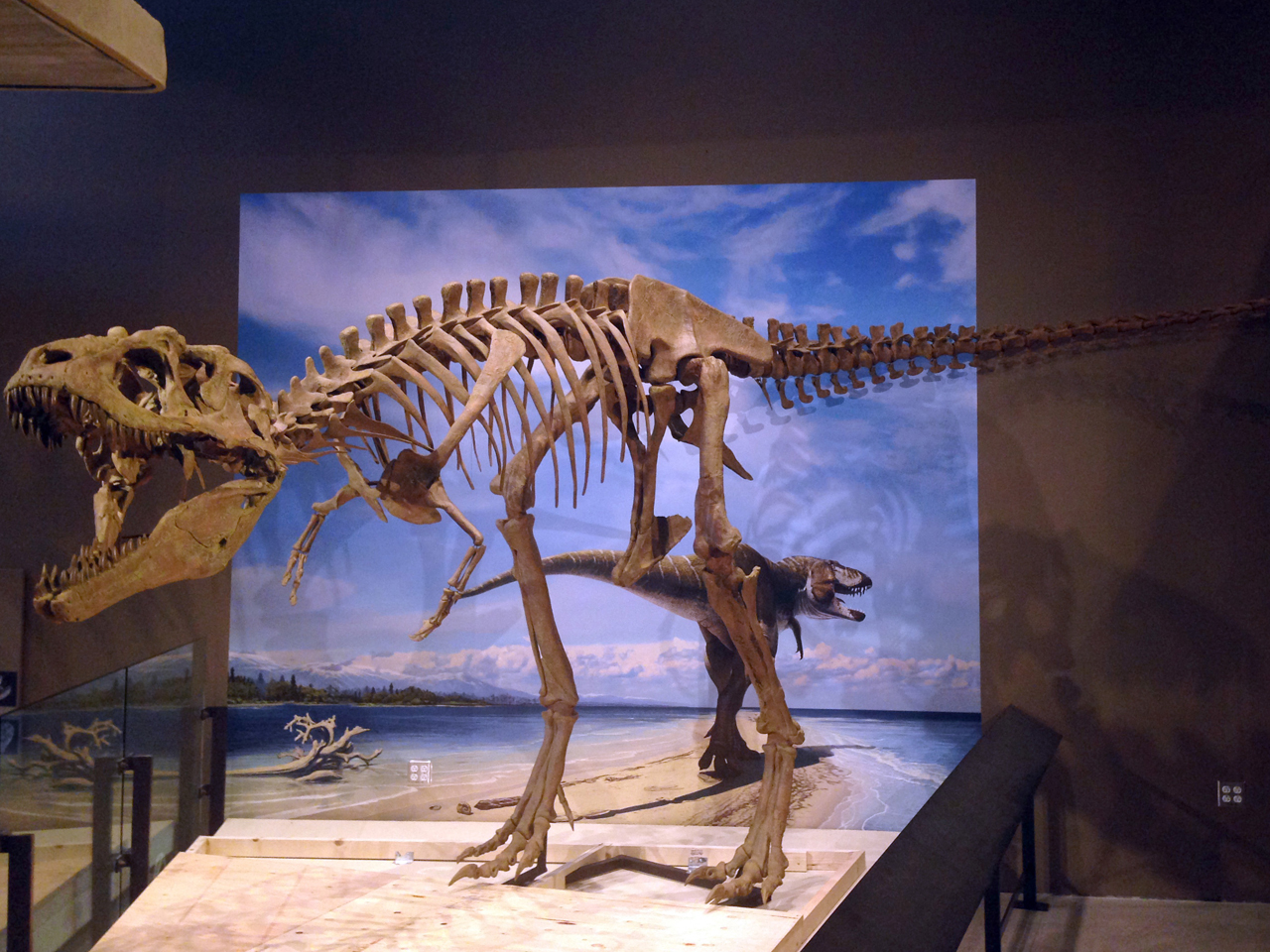 New tyrannosaur dinosaur fossils unveiled in Utah CBS News