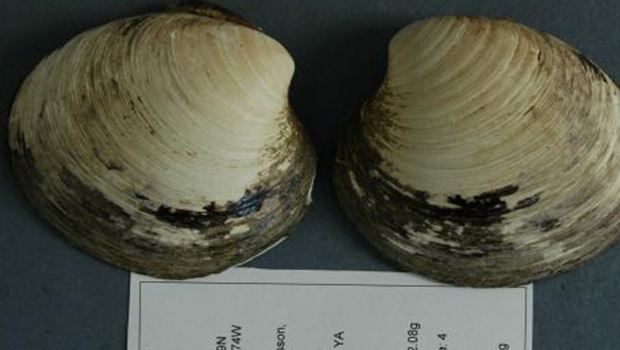 clam animal