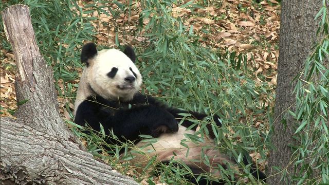 National Zoo's panda cams: Behind the scenes - CBS News