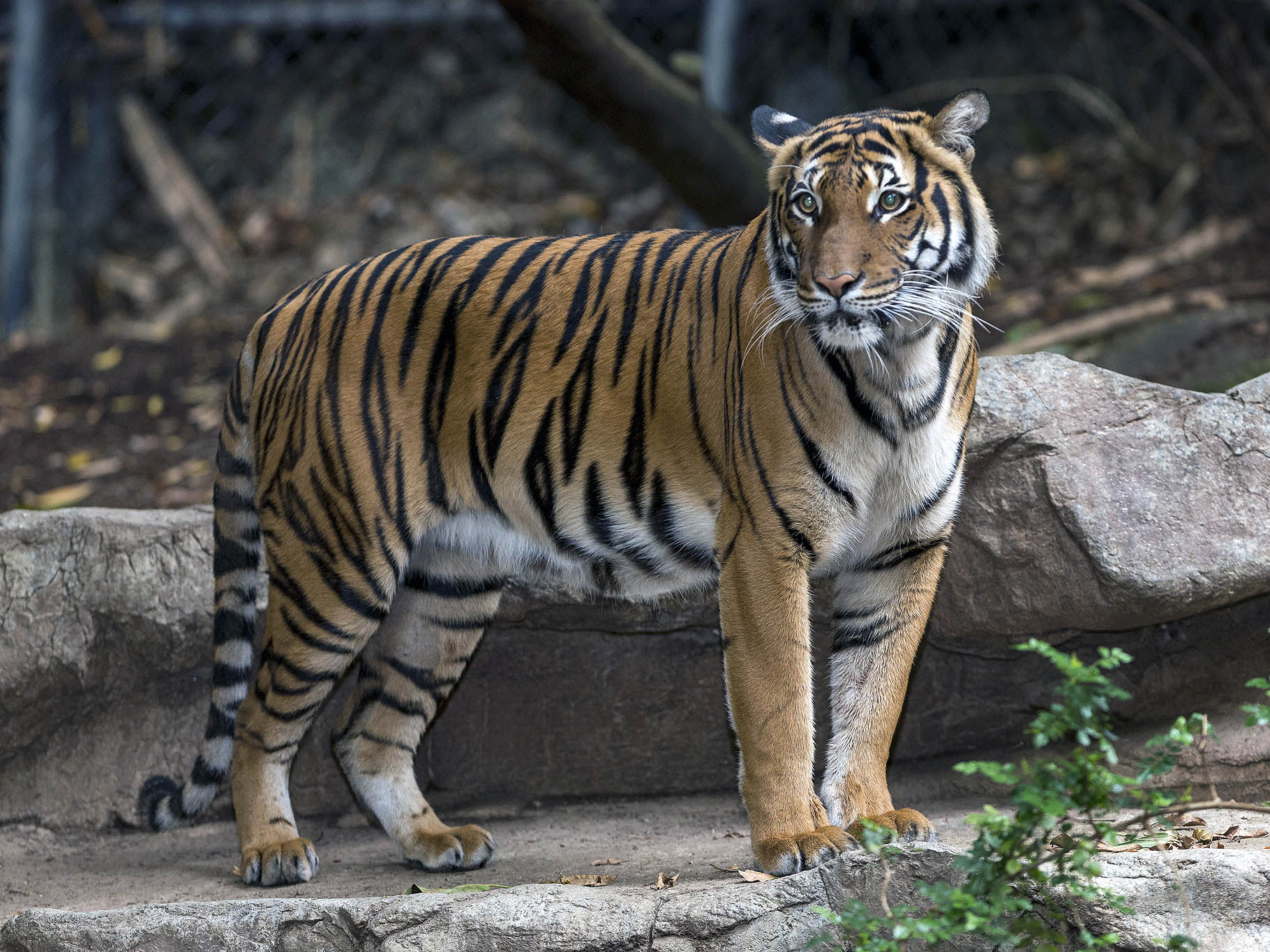 Tiger fatally mauls intended mate at San Diego Zoo - CBS News