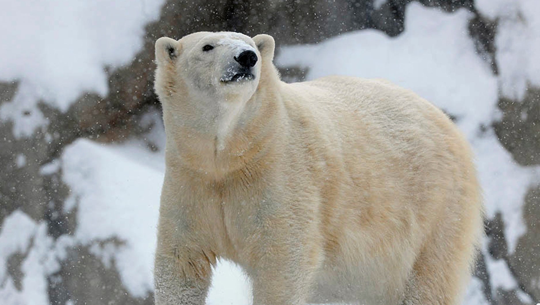 Brrr! It's too cold for even a polar bear - CBS News