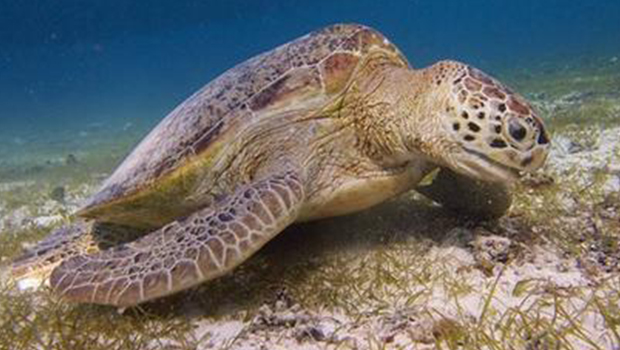 Endangered turtles face new threat in Indonesia - CBS News