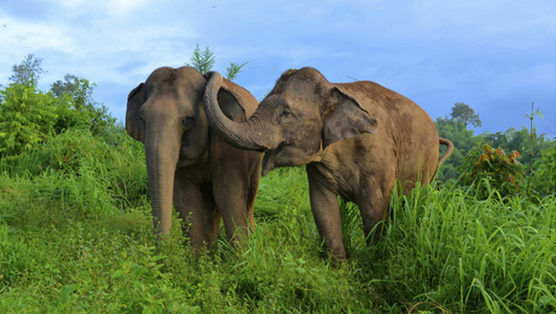 Elephants use their trunks to console distressed members of their herd