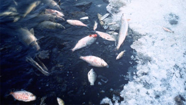 pond fish in winter