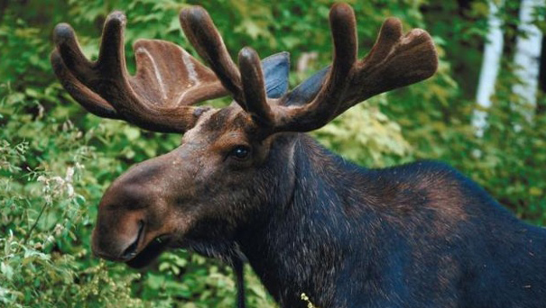 Two women attacked by moose in Colorado CBS News