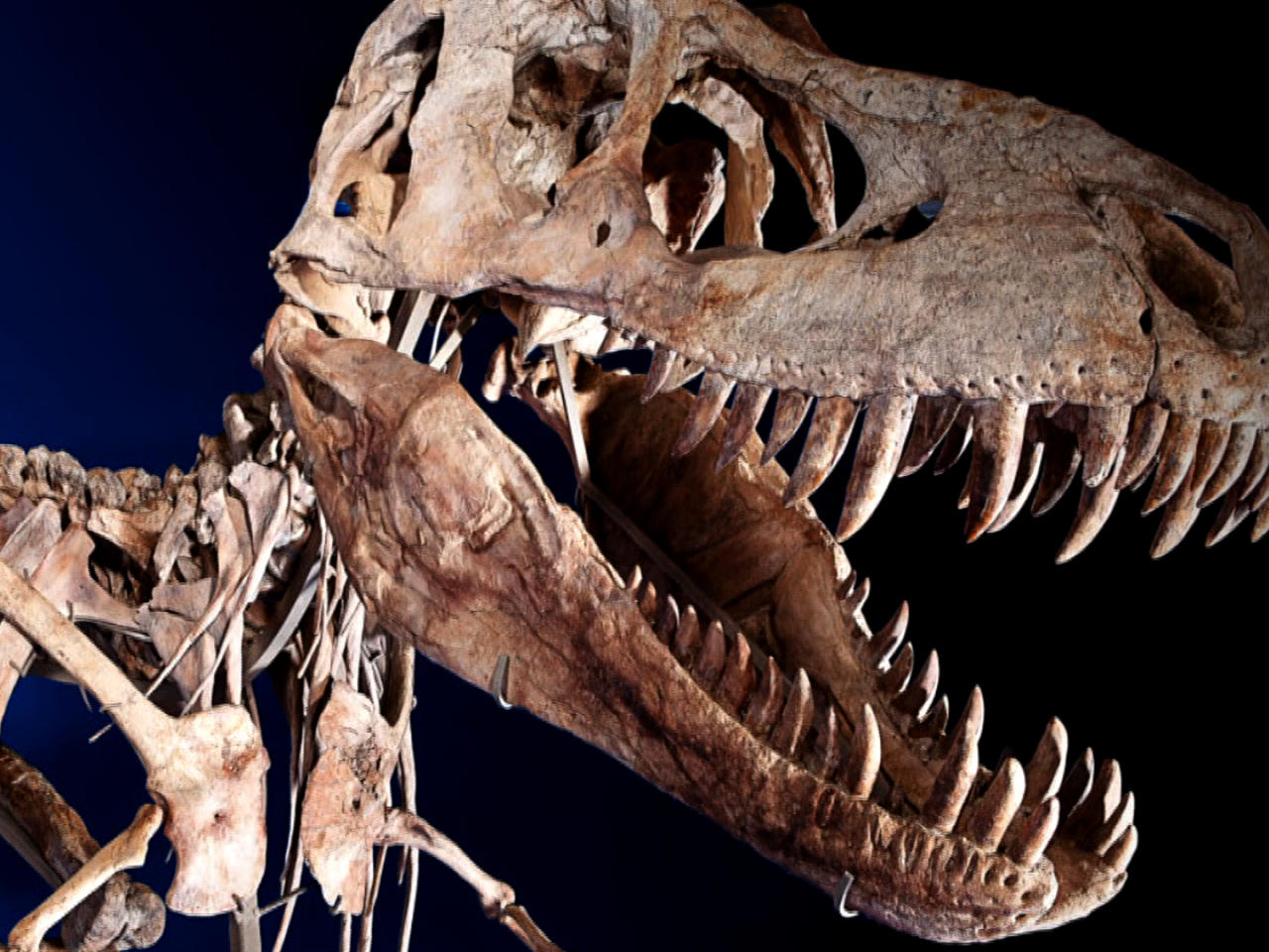T. rex could pulverize bones with astonishing force - CBS News