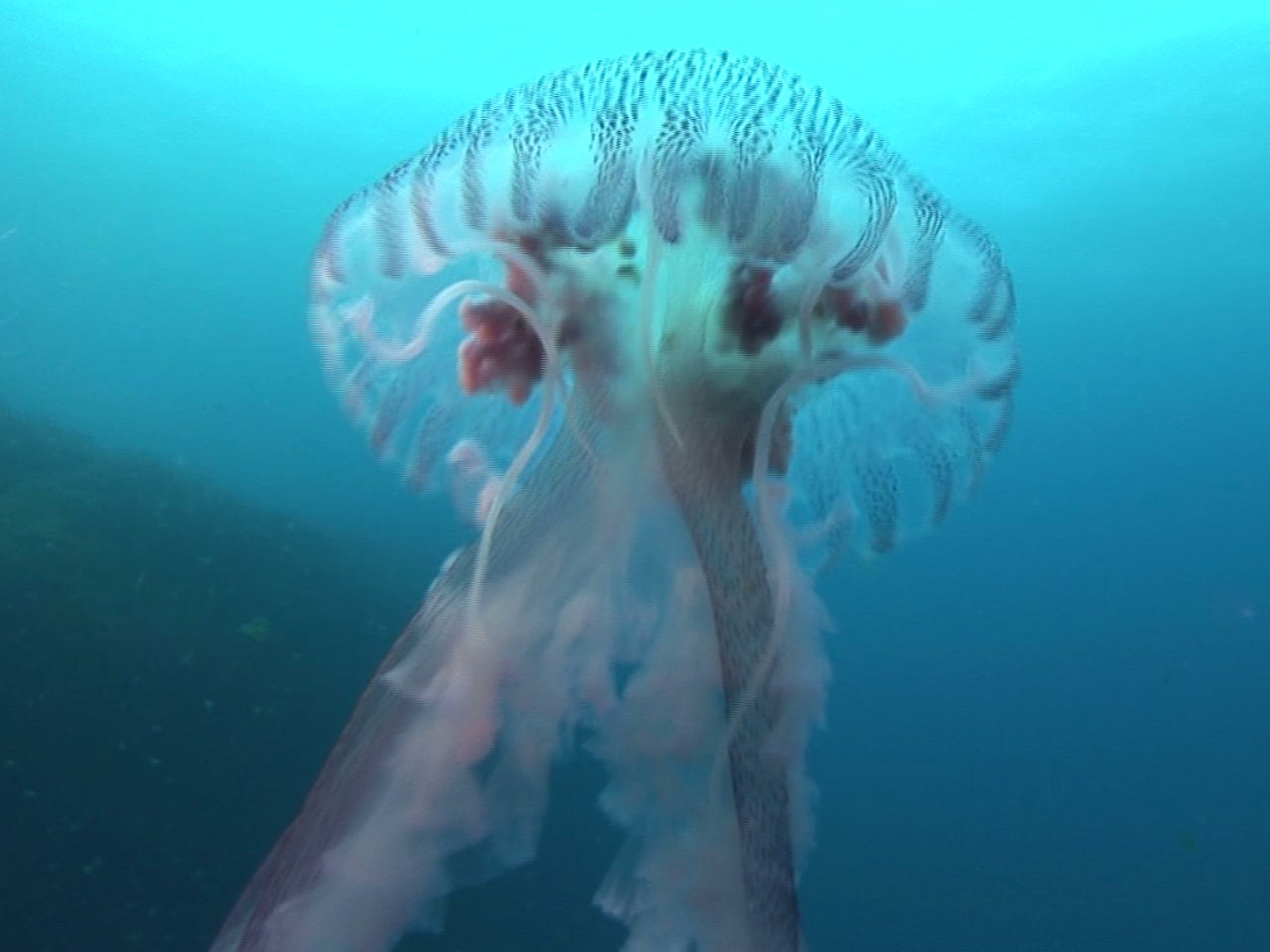 Poisonous Jellyfish