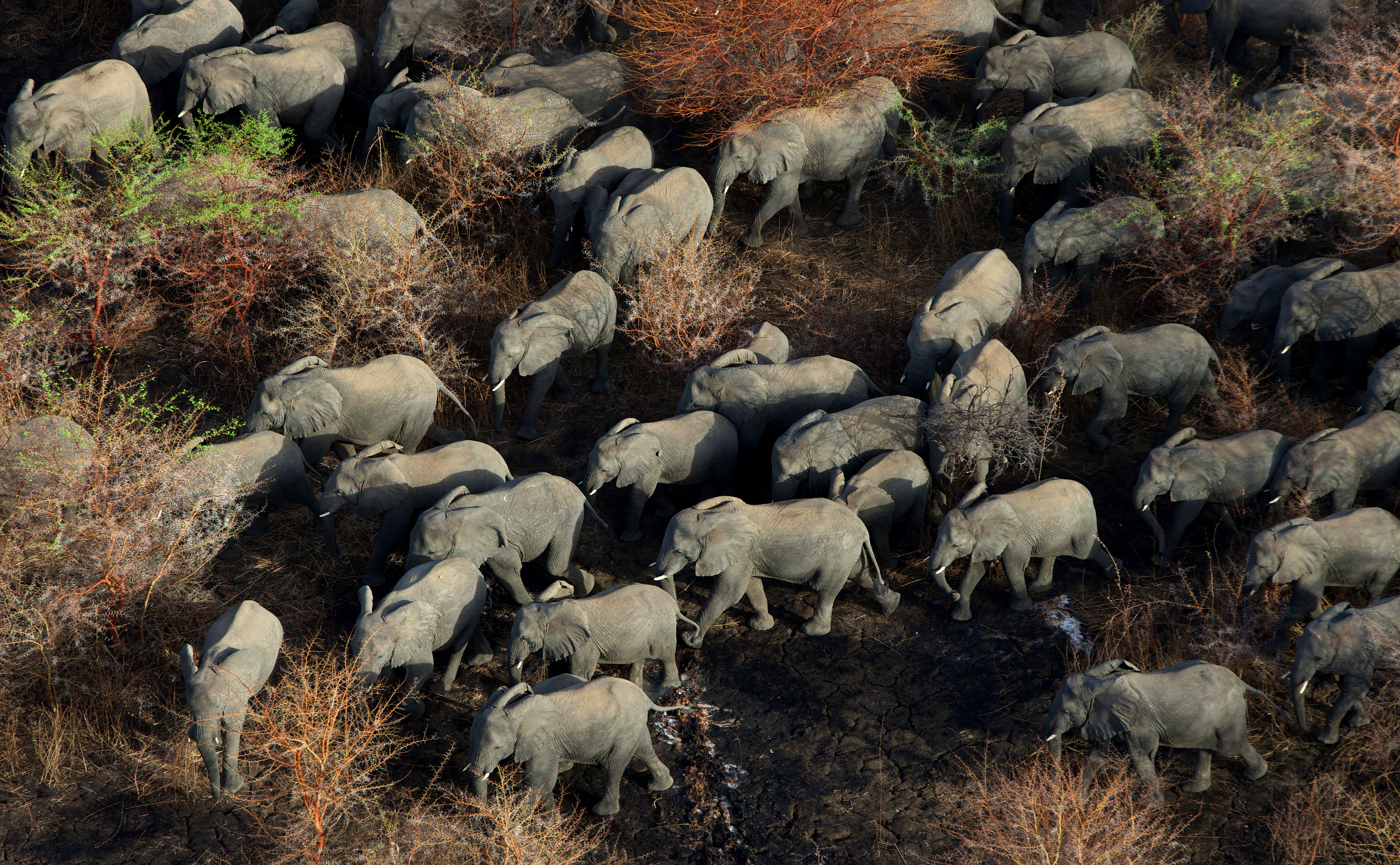 100,000 elephants killed across Africa in two years, study finds - CBS News