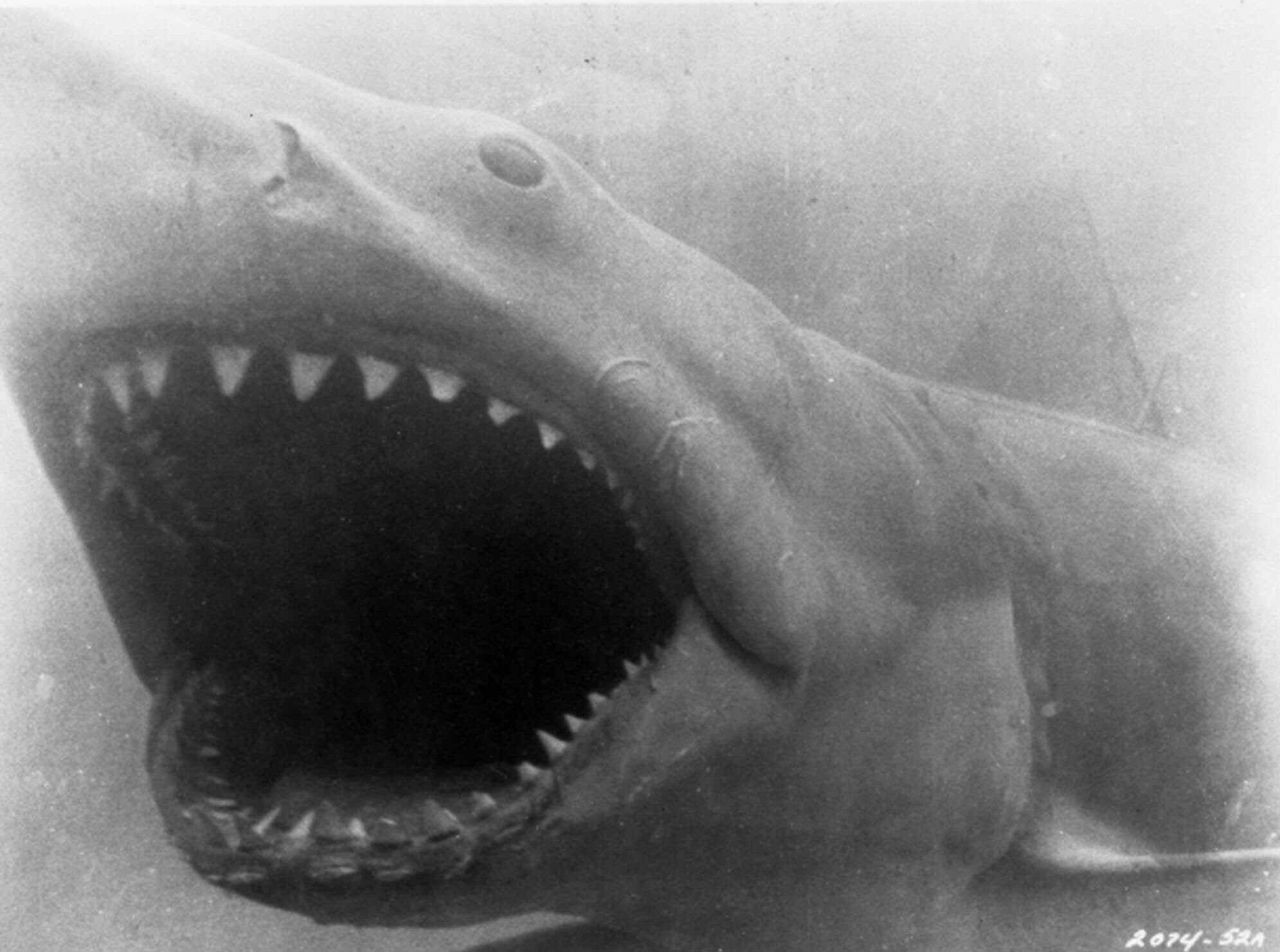 40 years later "Jaws" still alive on Martha's Vineyard CBS News