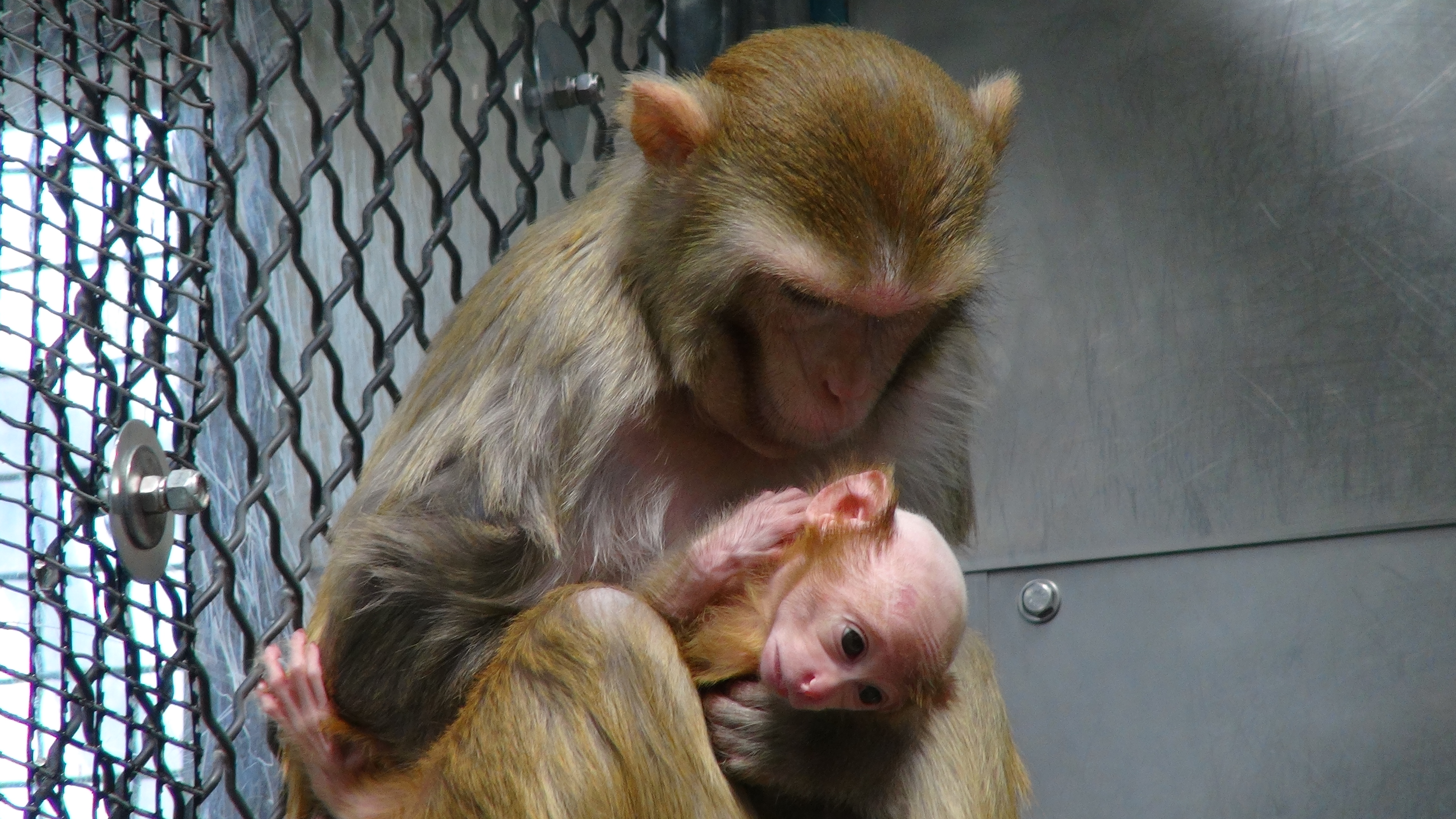 Questions Raised About Mental Health Studies On Baby Monkeys At Nih Labs Cbs News