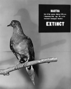 martha-passenger-pigeon-smithsonian-244.jpg 