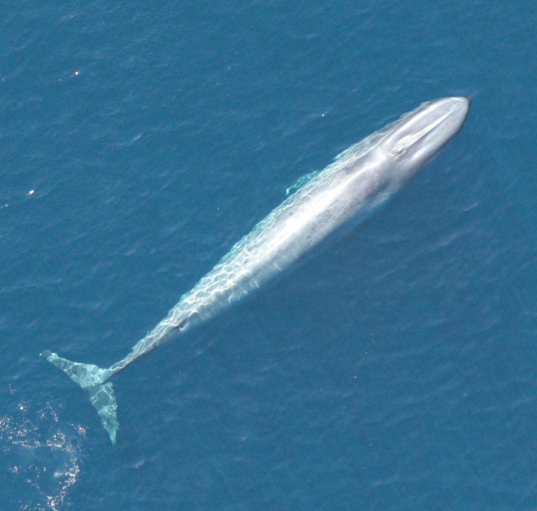 California blue whales rebound from near extinction - CBS News