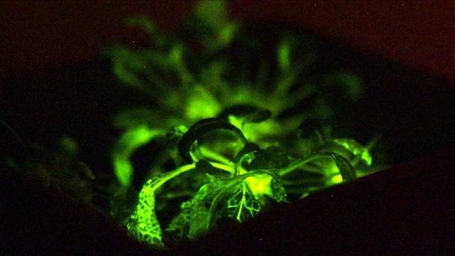 Genetic engineering leads to glow-in-the-dark plants - CBS News