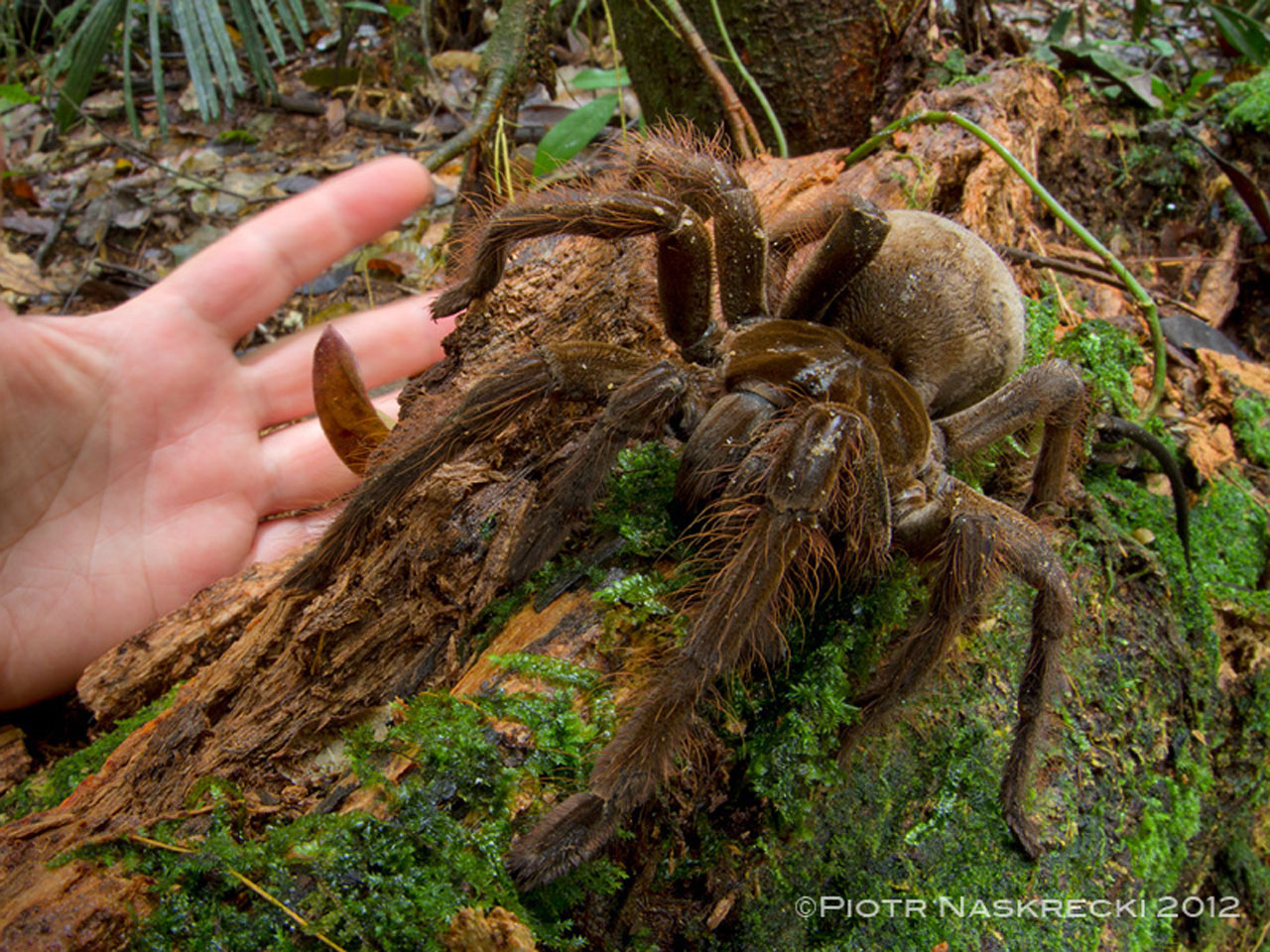 Goliath encounter: Puppy-sized spider surprises scientist in rainforest ...