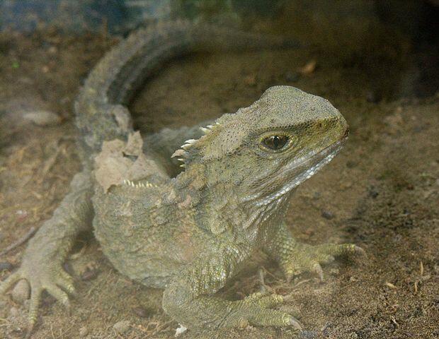 Tuatara.jpg