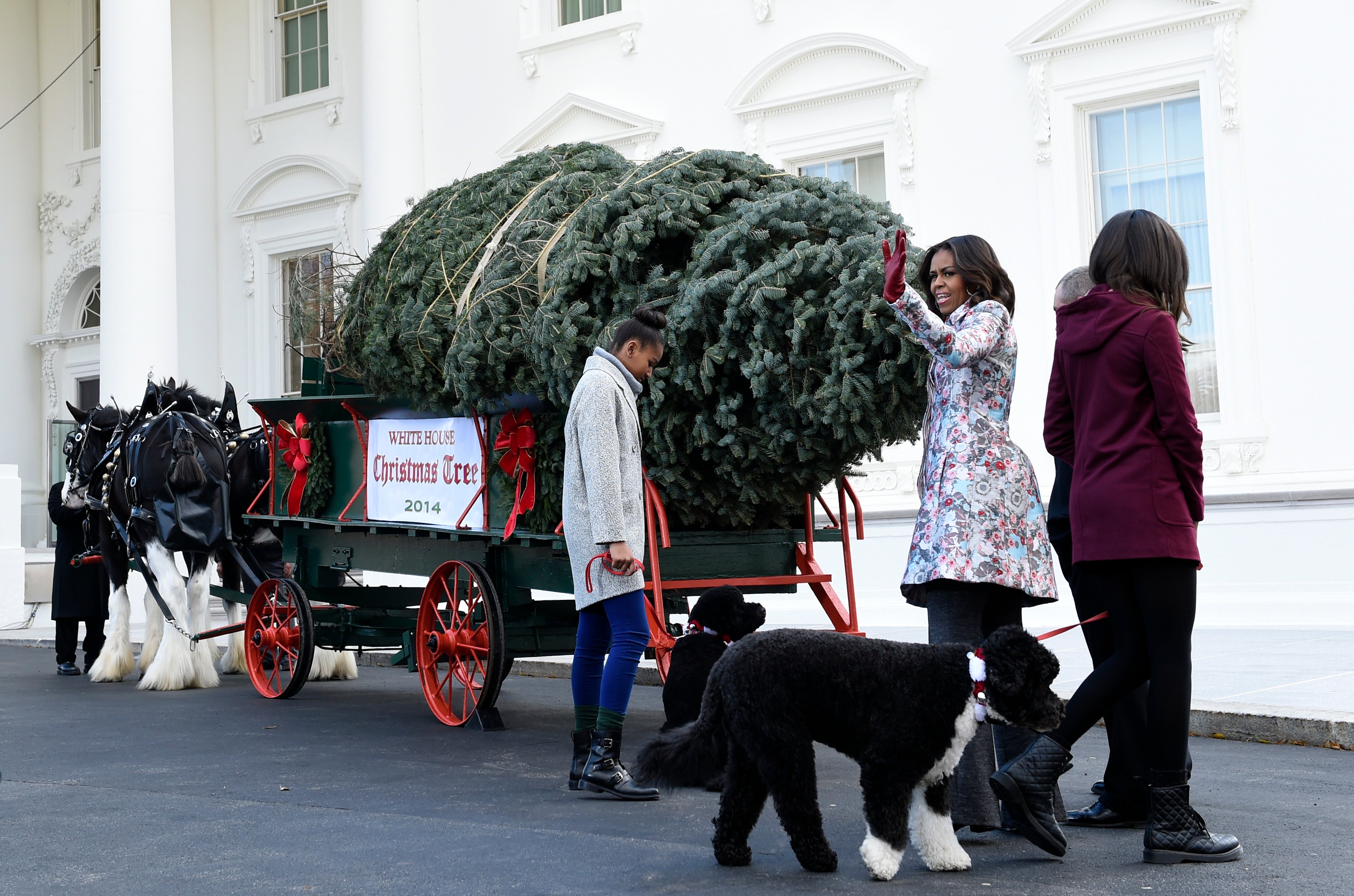 The White House gets its Christmas tree CBS News