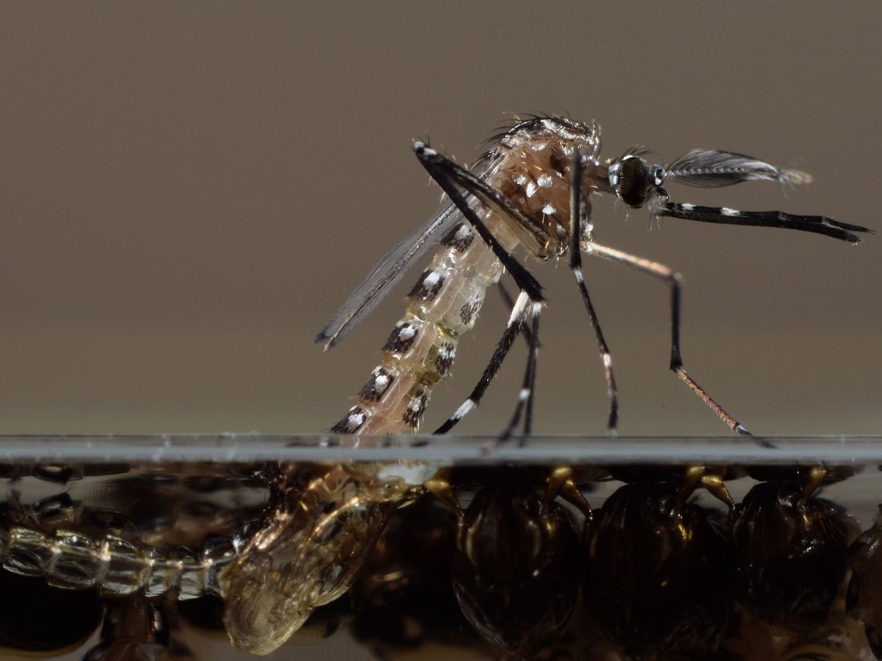 FDA debates releasing modified mosquitoes into Florida Keys