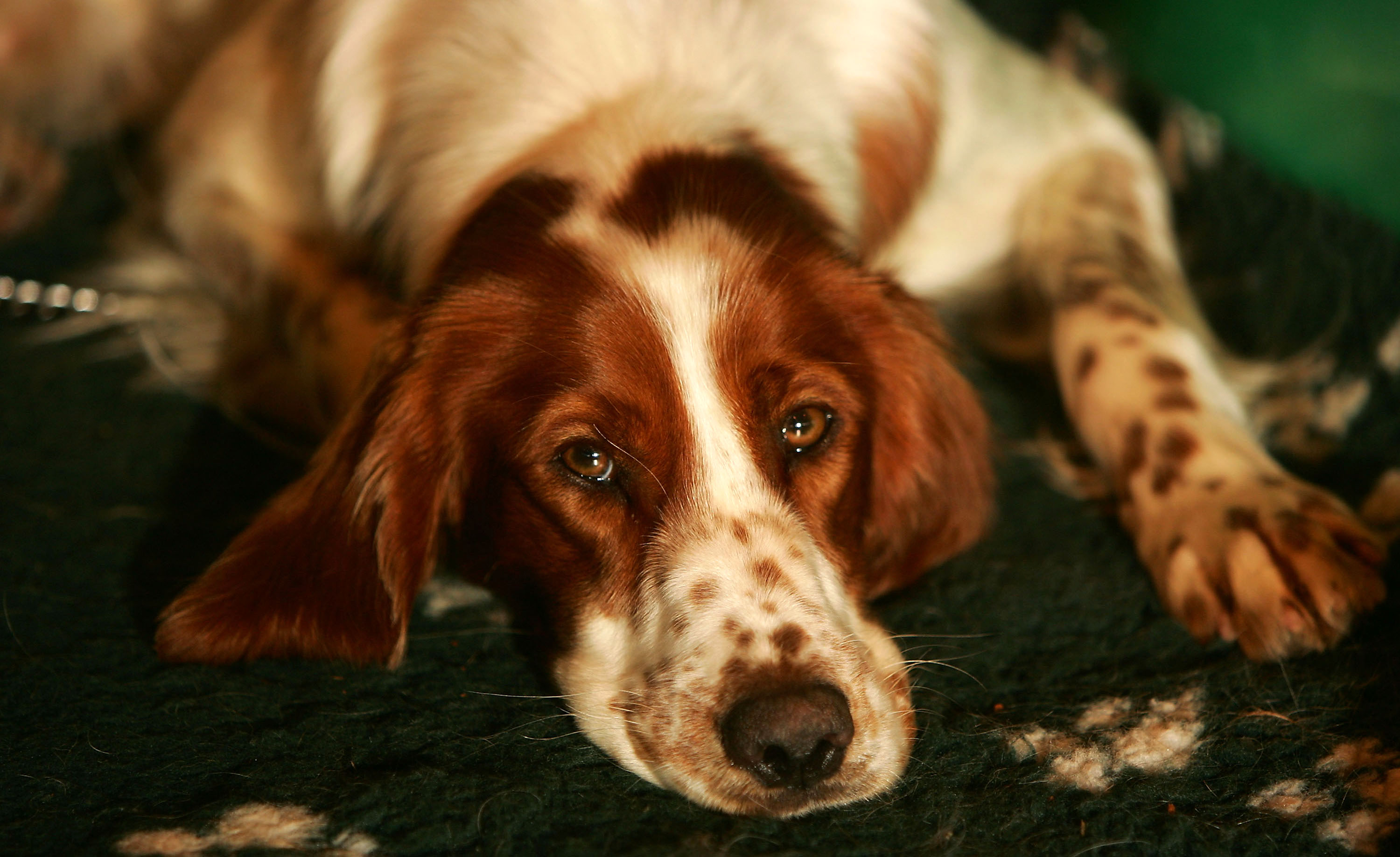 Irish Red and White Setter - 22 Disappearing Dog Breeds ...