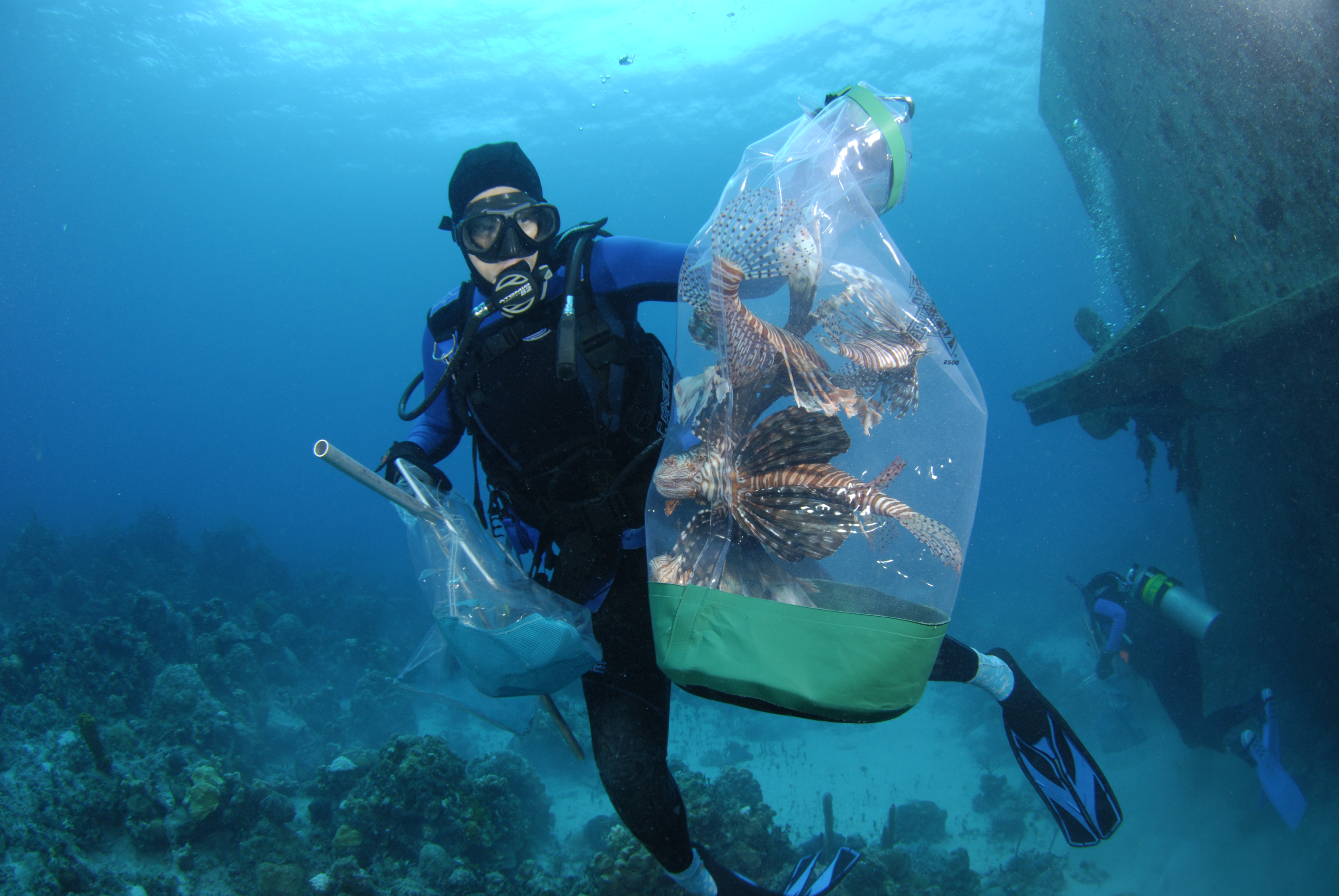 Divers take lionfish invasion into their own hands - CBS News