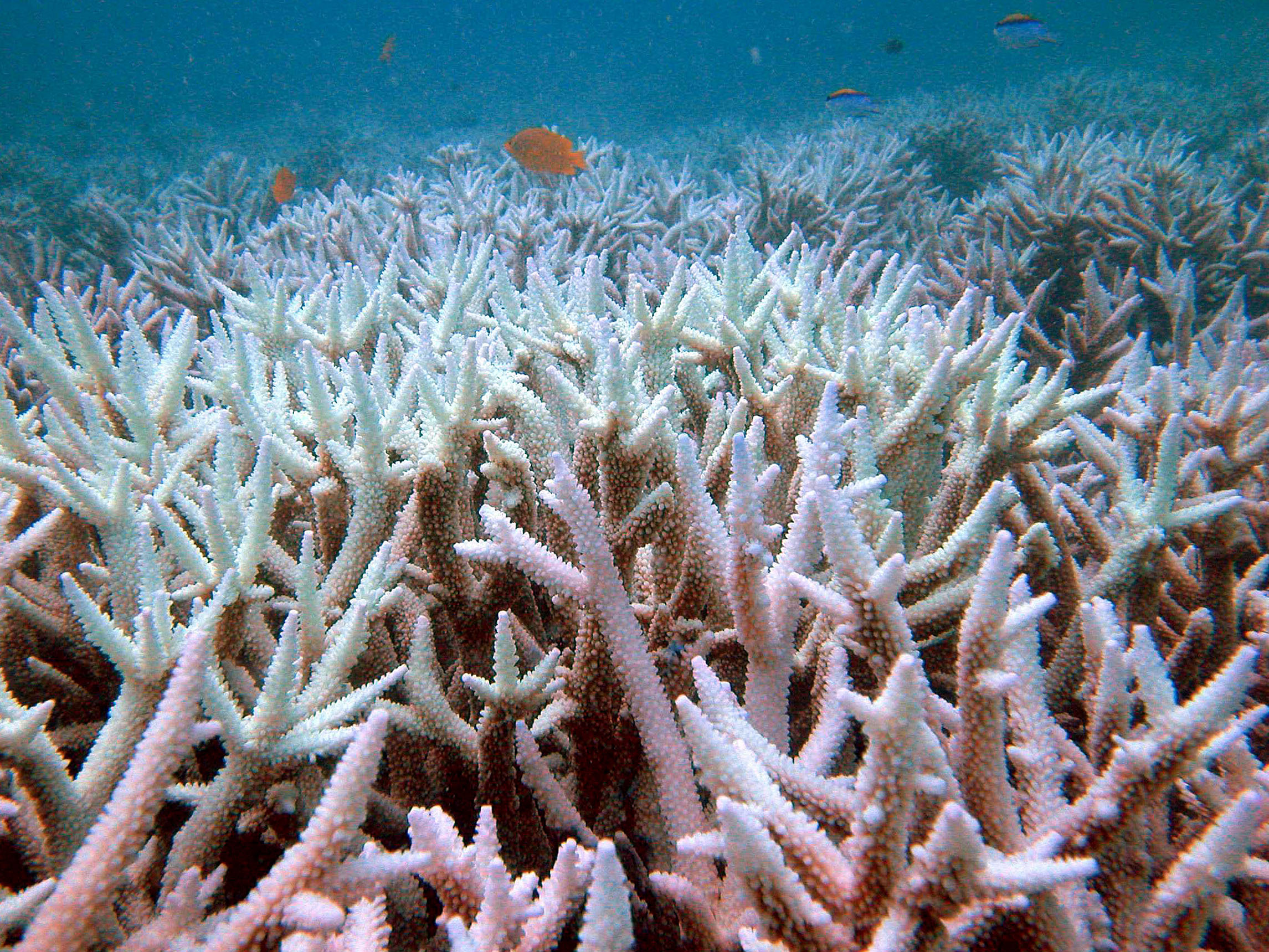 Warming Oceans Could Spell Disaster For Coral Reefs - CBS News