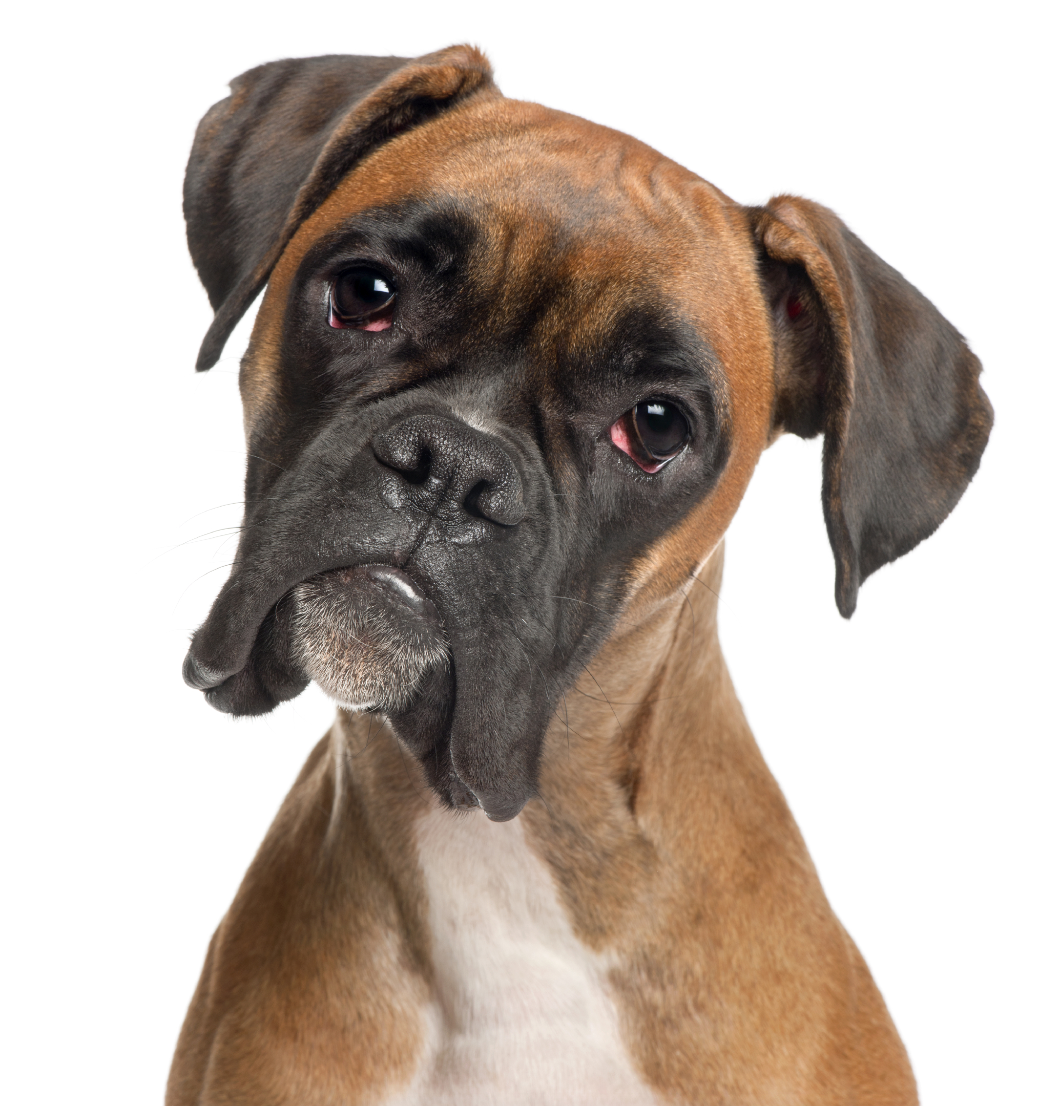 different types of boxer dogs