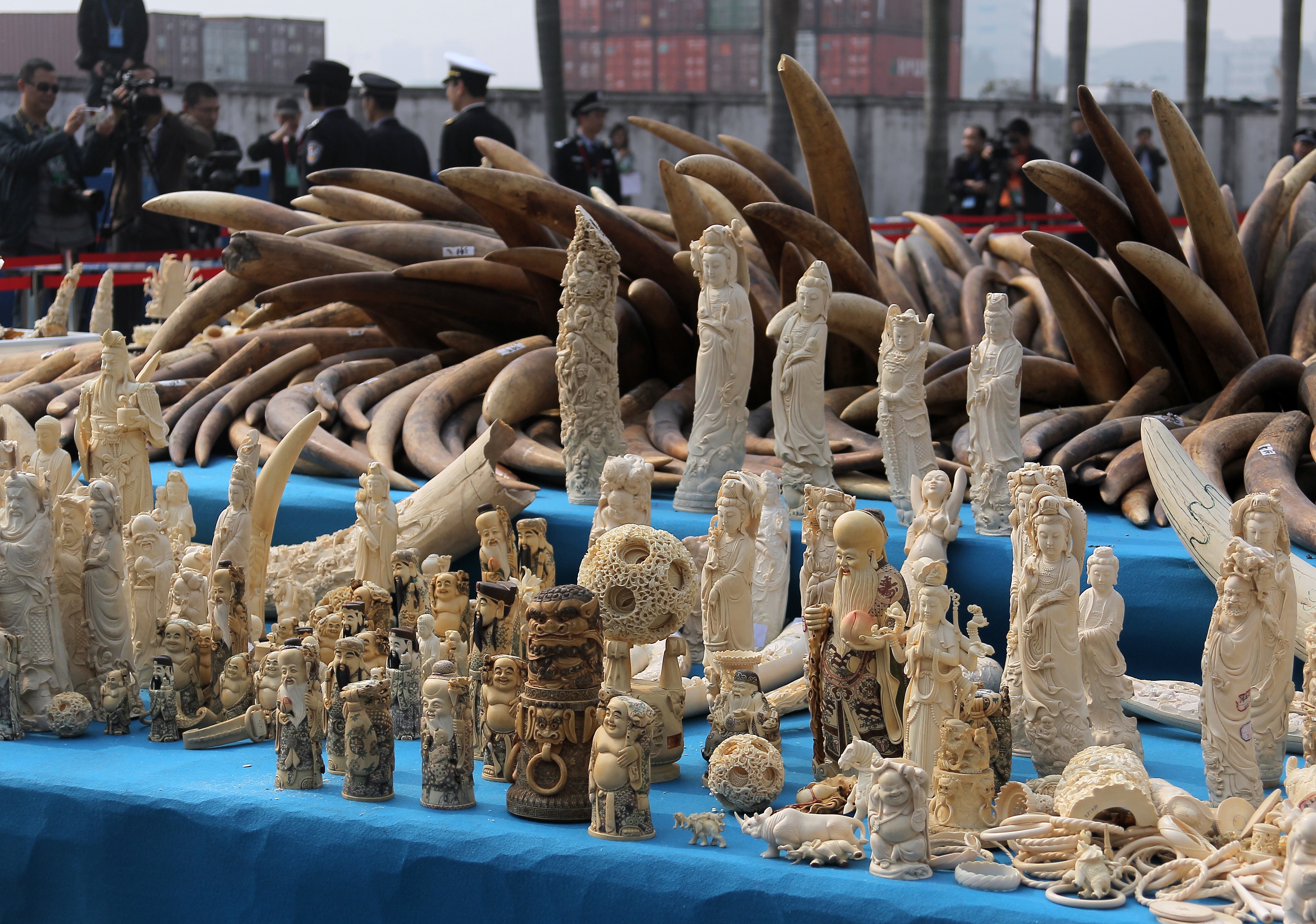China vows shutdown of ivory trade by end of 2017 - CBS News