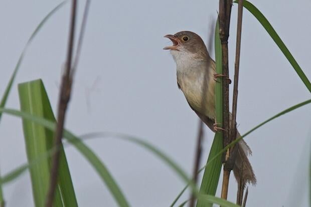 jerdons-babbler1.jpg