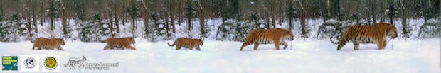 tiger-photo2.jpg