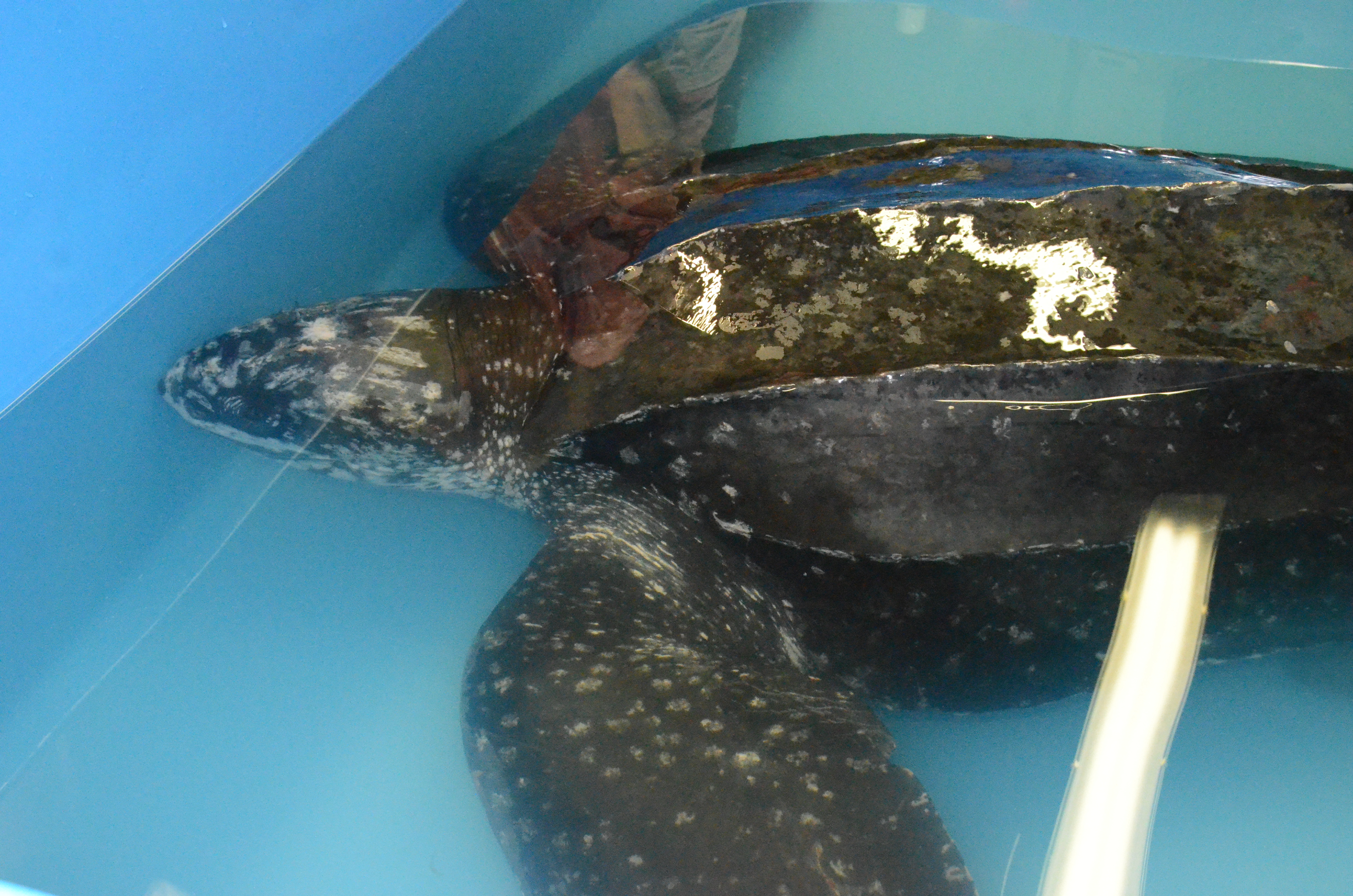 Massive Leatherback Turtle To Be Released After Rescue Cbs News 