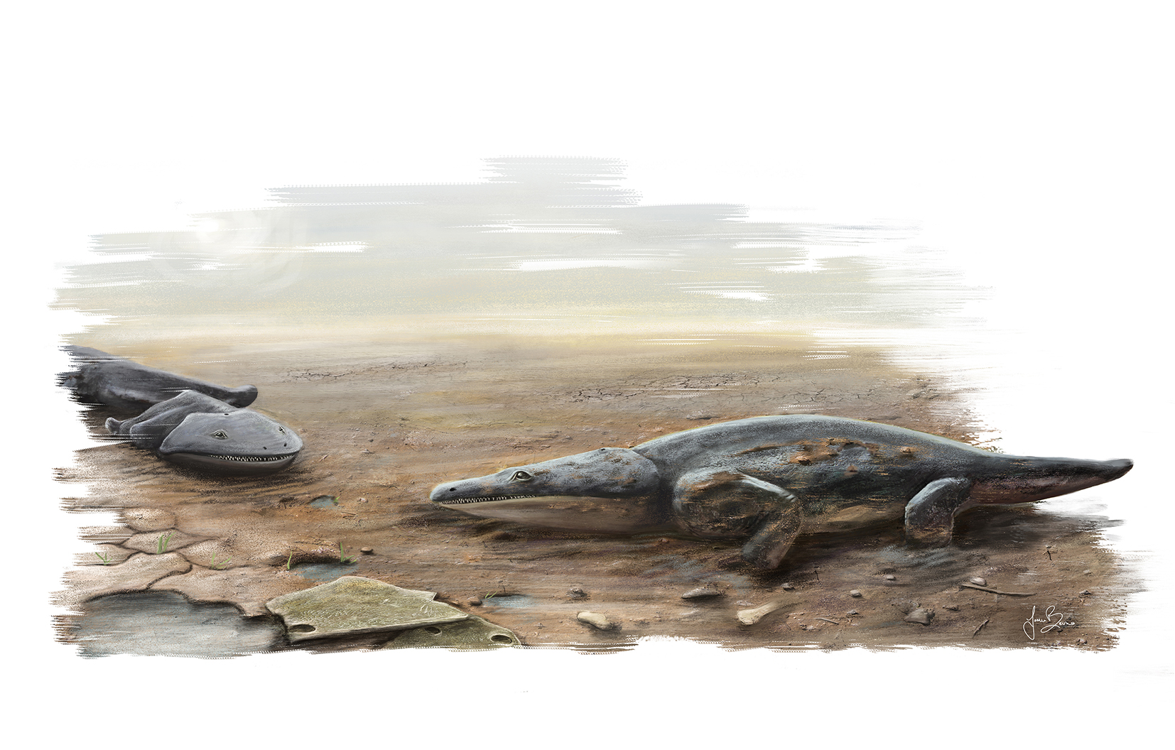 Razor Toothed Prehistoric Salamander Was Size Of A Car Cbs News