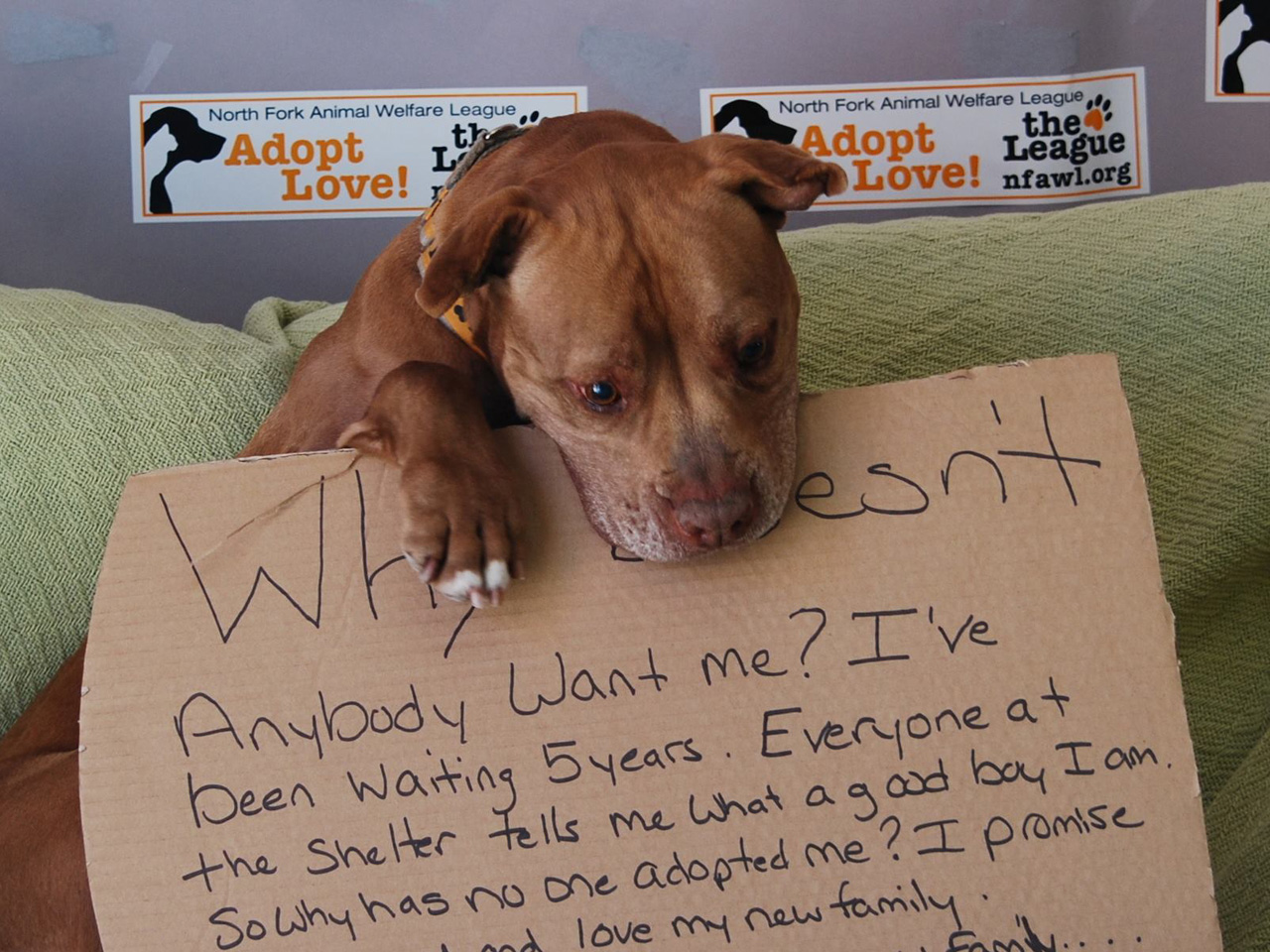 Viral photo gets New York shelter dog Chester adopted