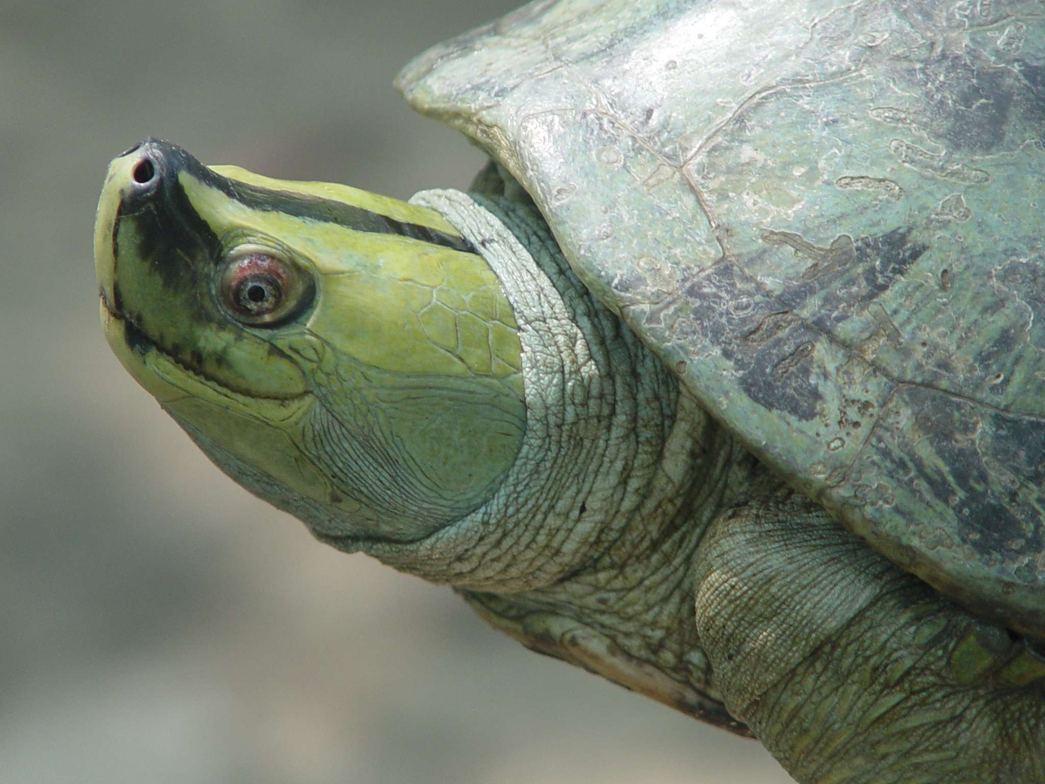 Rare turtle, thought extinct, reintroduced into wild - CBS News2048 x 1536