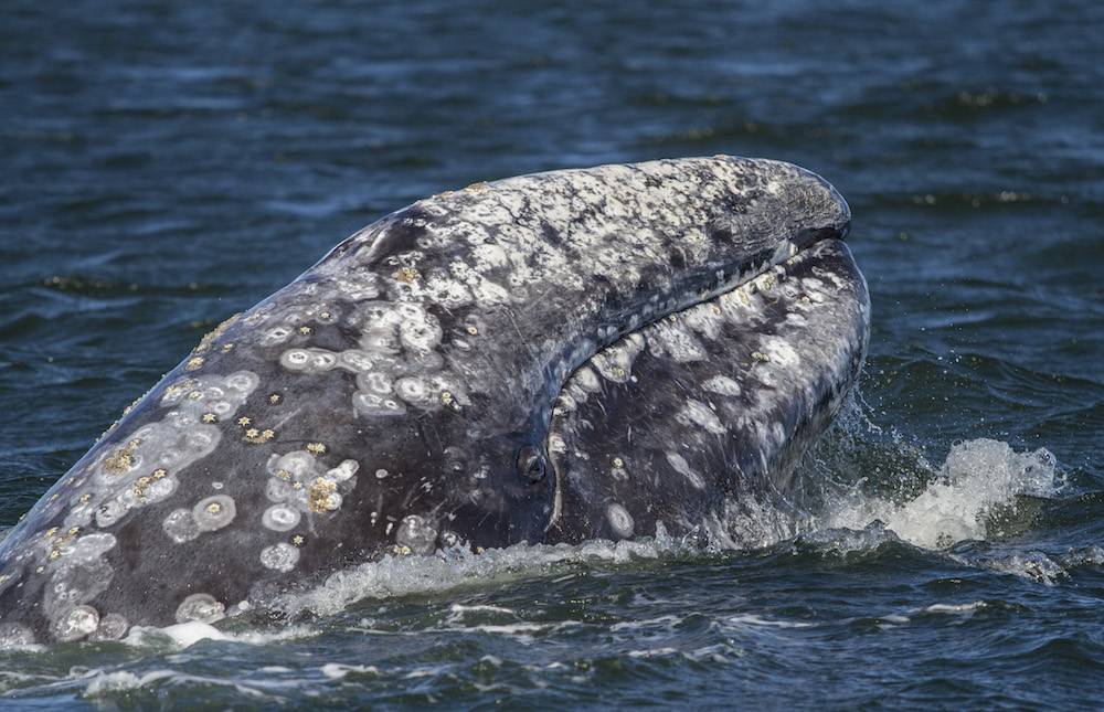 Gray whale breaks mammal migration record CBS News