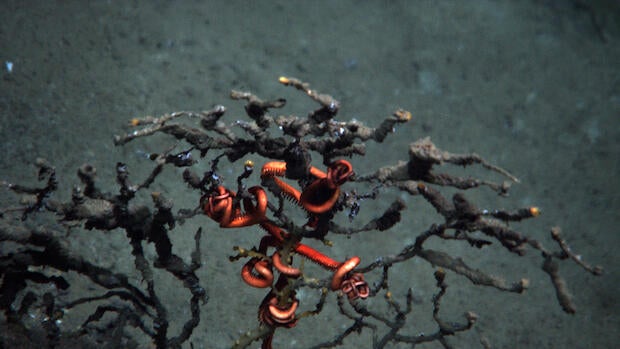 coraloil6h.jpg