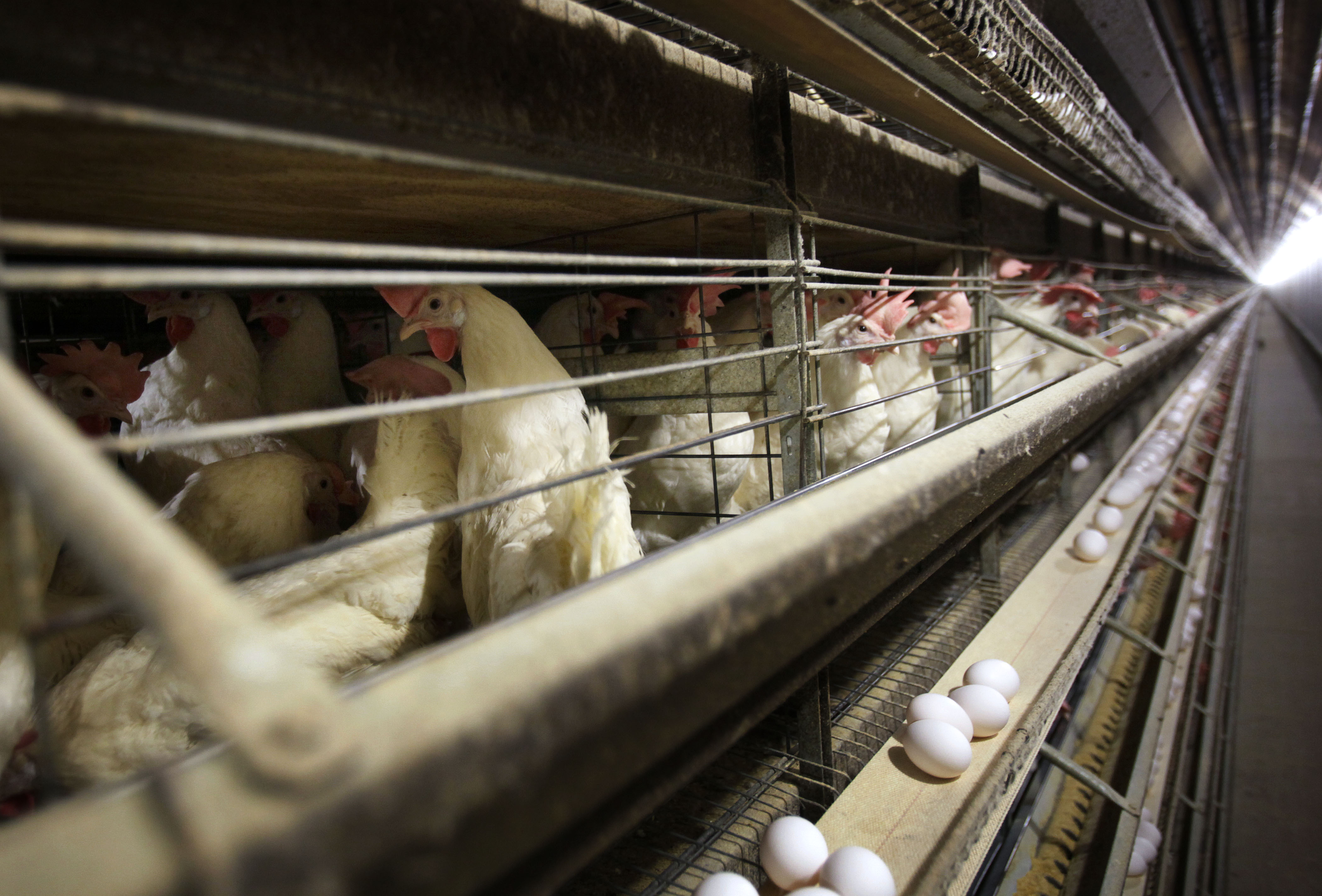 Bird flu outbreak 2 million more Minnesota chickens to be killed due