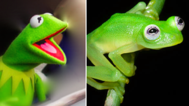 Kermit Responds To Newly Discovered Lookalike Frog Cbs News