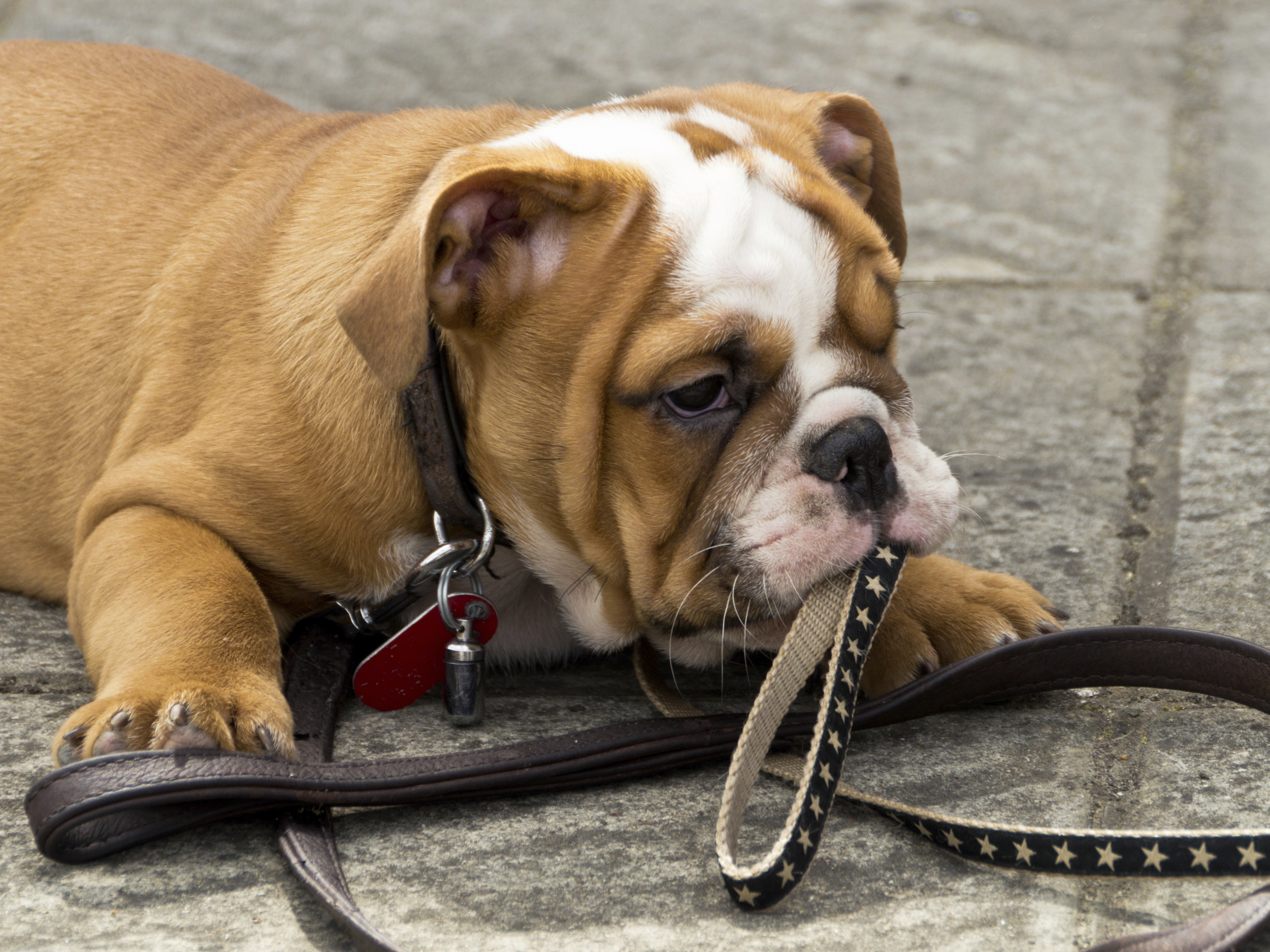 Beloved dog breed, English bulldogs, may disappear due to ...