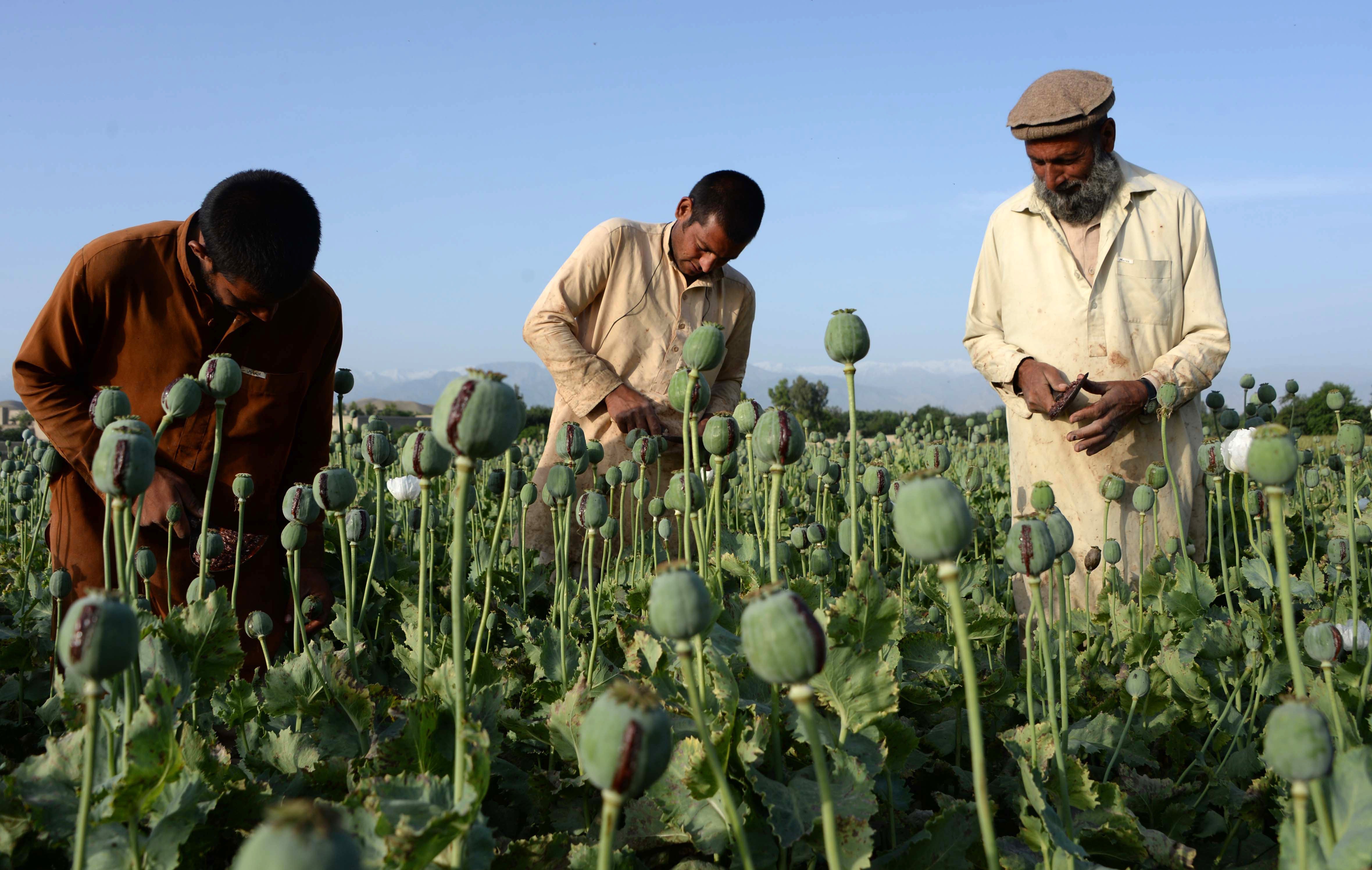 Плантаций опиумного мака в Афганистане
