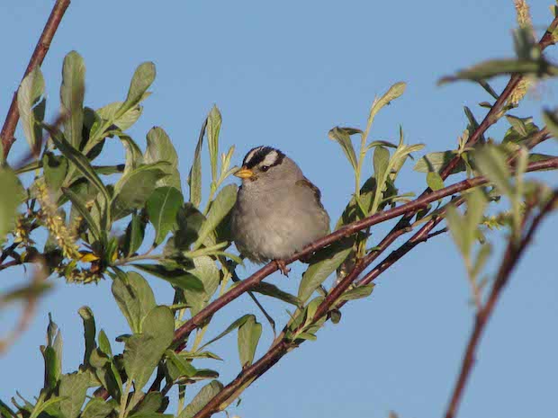 white-crowned-sparrow1forsyth-creeklr01jul2009-copy.jpg 