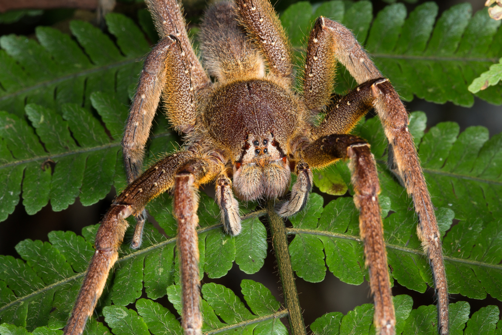 World's deadliest spider alert closes supermarket in UK ...