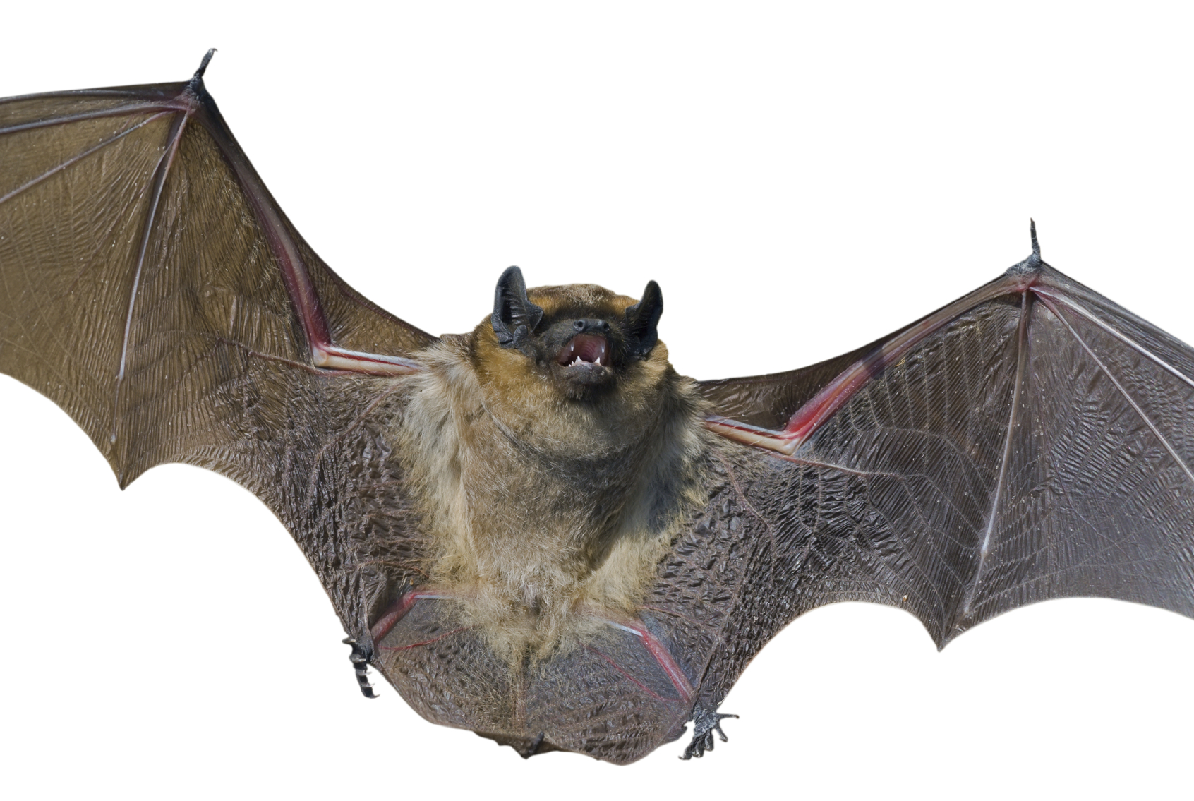 8-need-rabies-shots-after-child-brings-bat-to-school-in-montana-cbs-news