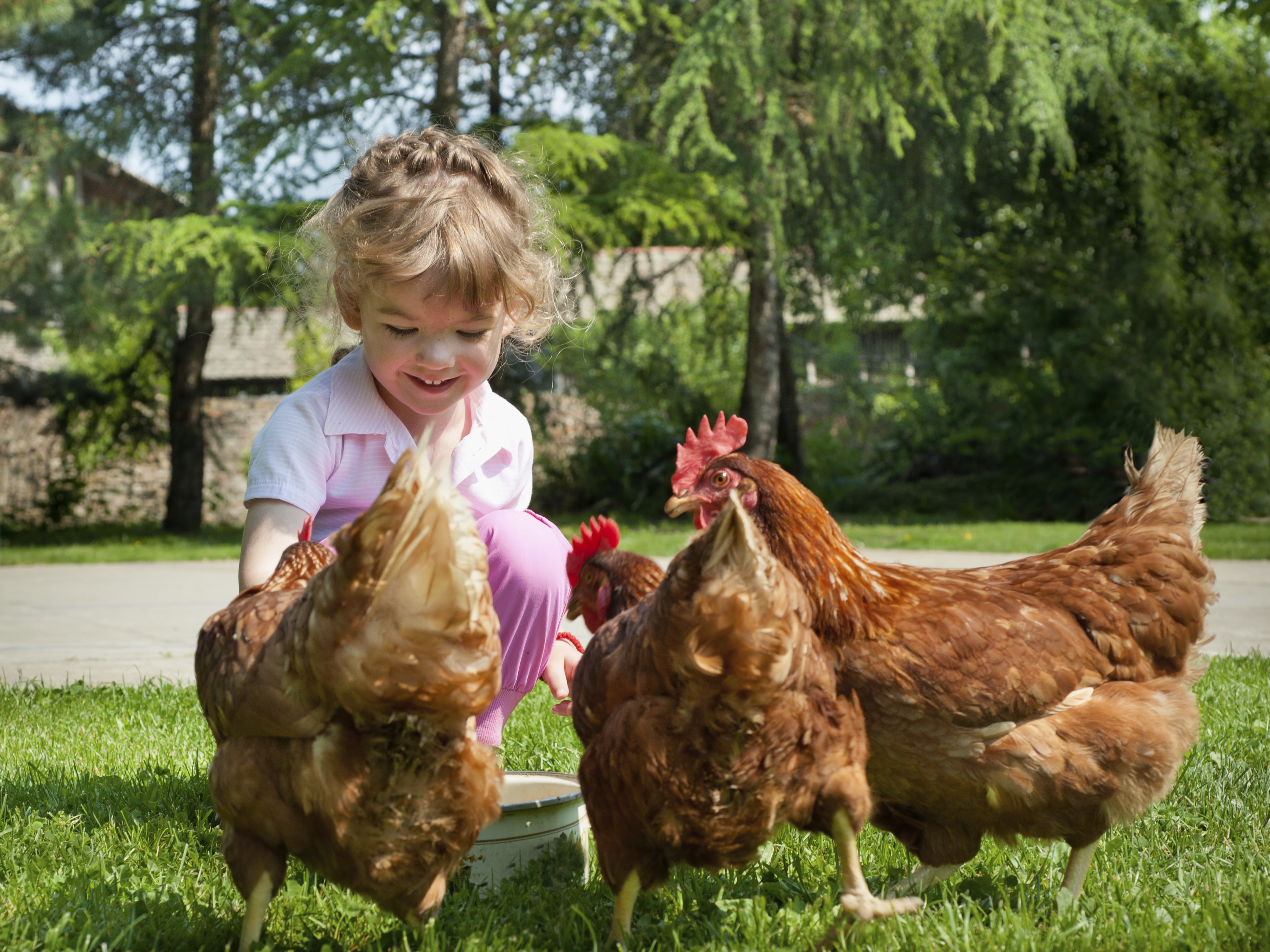 Dont Kiss Your Chickens Backyard Flocks Spread Salmonella Cdc