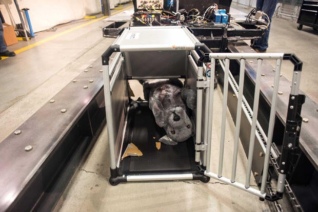 crash-test-dummy-dog.jpg