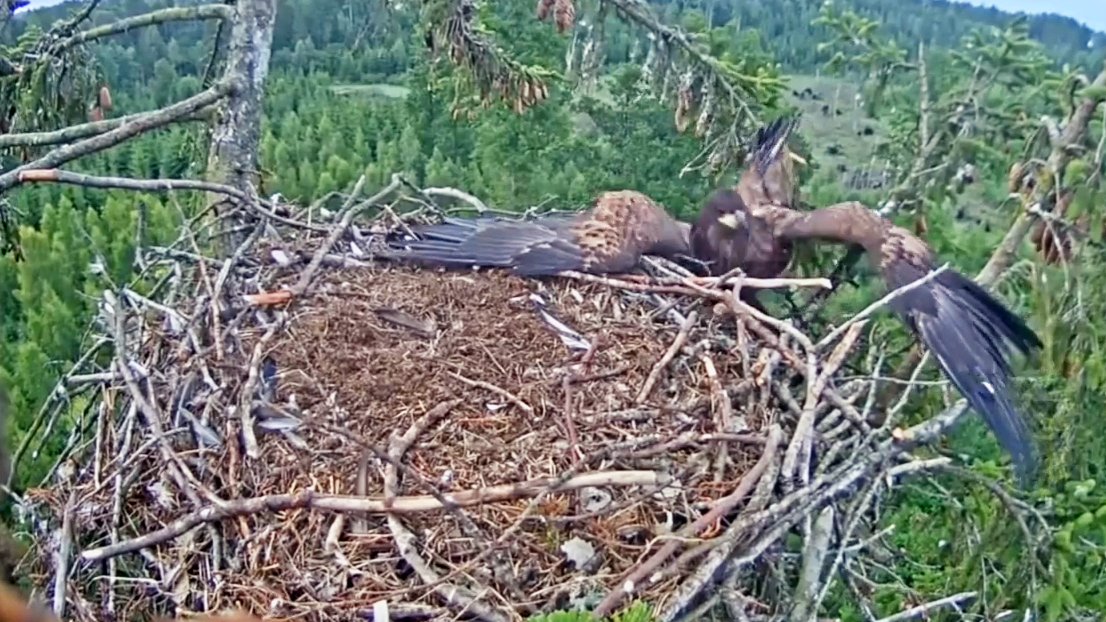 Eagle Crash Lands Into Nest On The Feed Cbs News