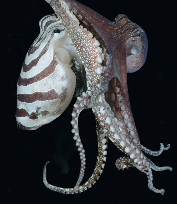 Beak-to-beak mating observed in a pair of larger Pacific striped octopus. f...
