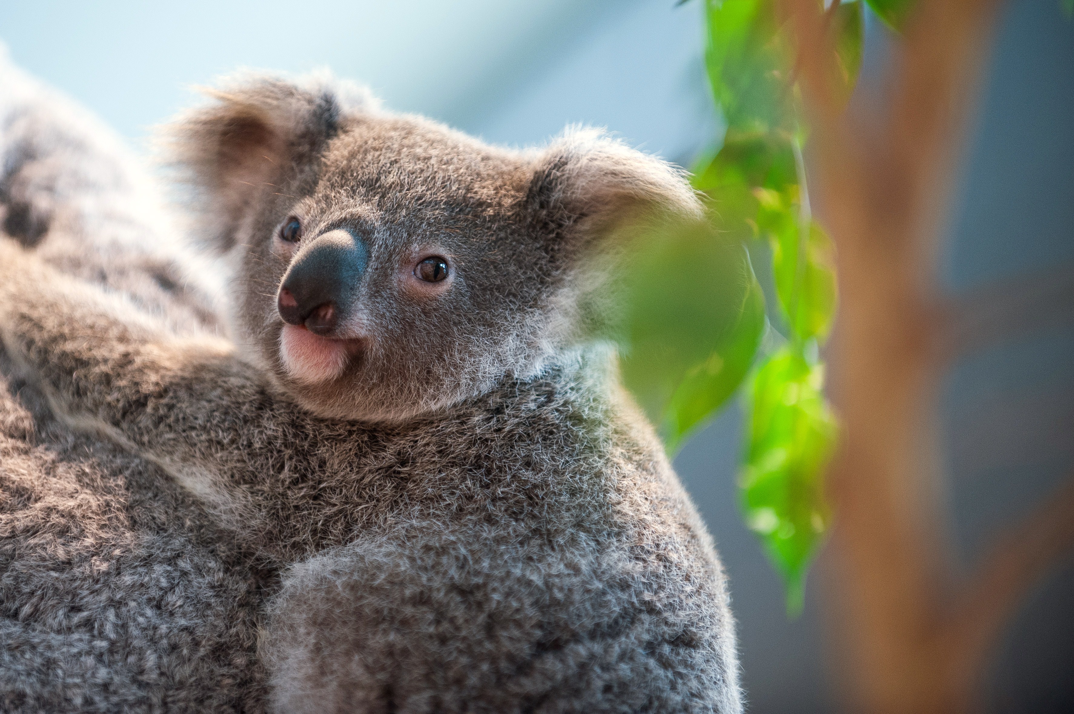 Домашняя коала