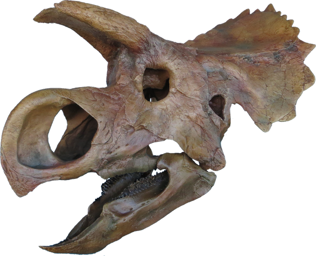 ava-skull-done-clean-copy.png