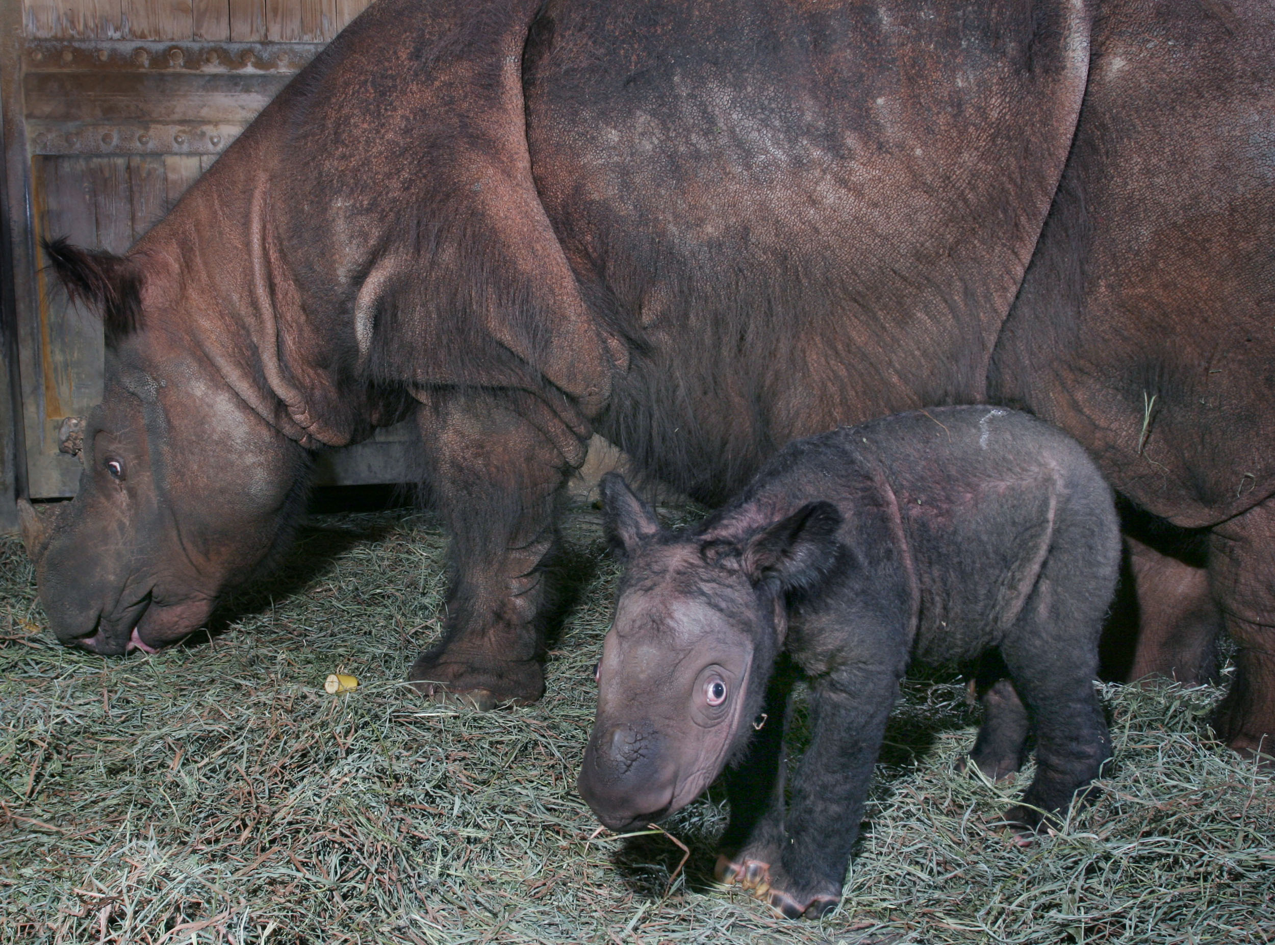 Endangered Sumatran rhino pregnant with 2nd calf - CBS News