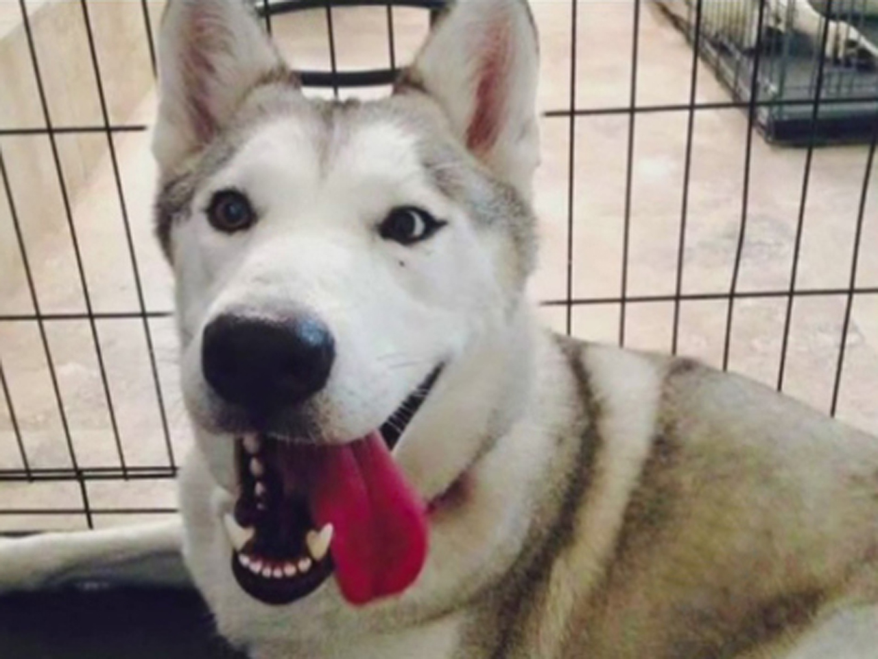 karma-the-wolf-dog-spared-death-sentence-by-petition-in-california-sent