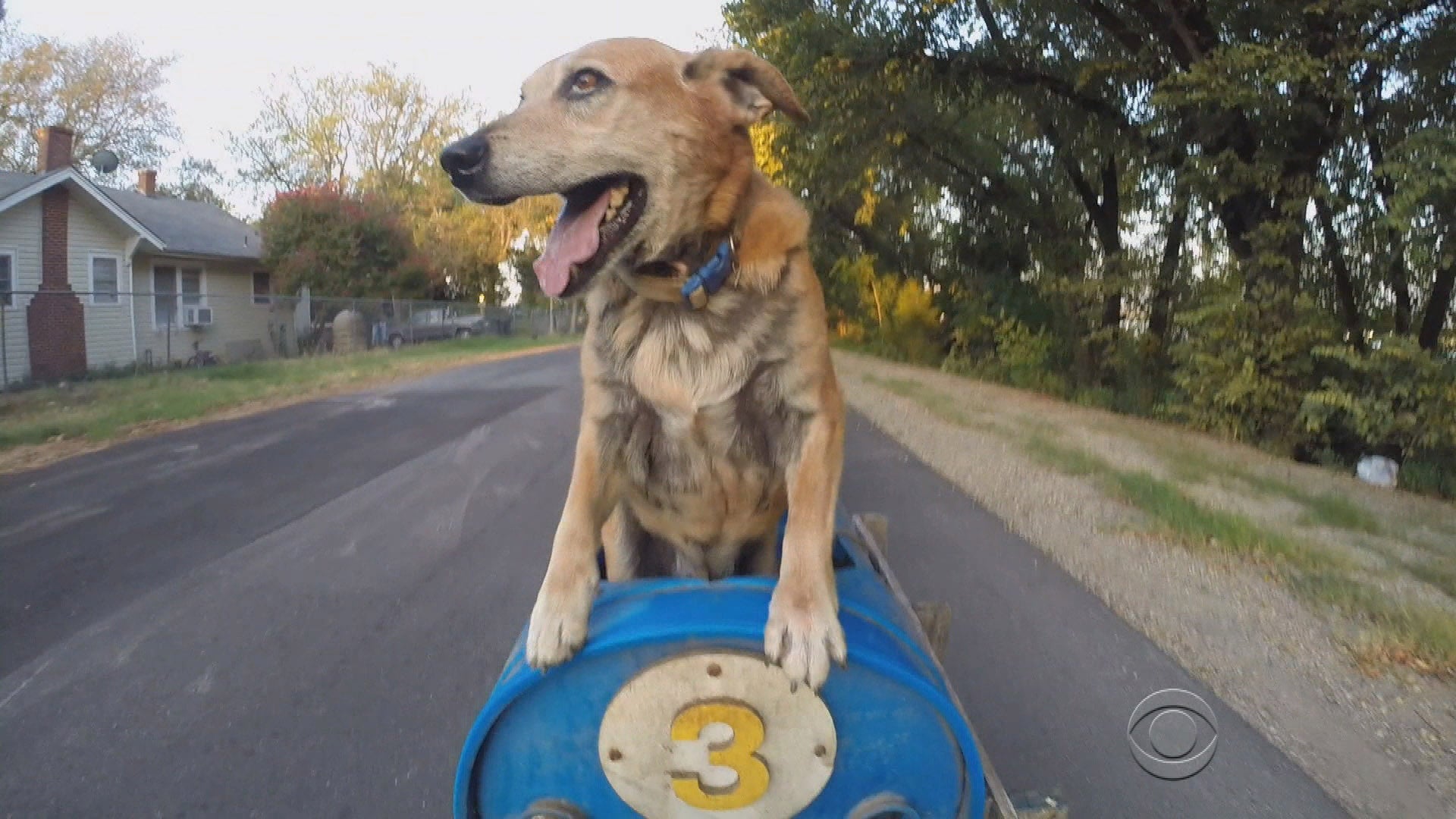 Dogs "On The Road" in Texas CBS News